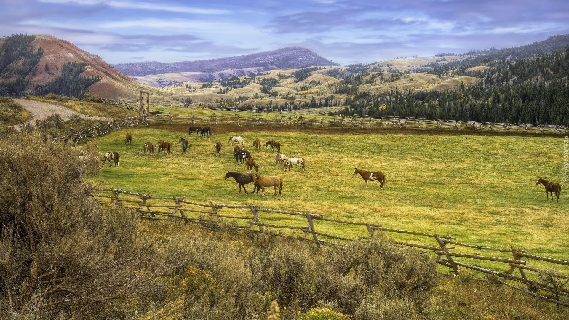 Farma, Pastwisko, Red Hills Ranch, Konie, Góry, Hrabstwo Teton, Stan Wyoming, Stany Zjednoczone