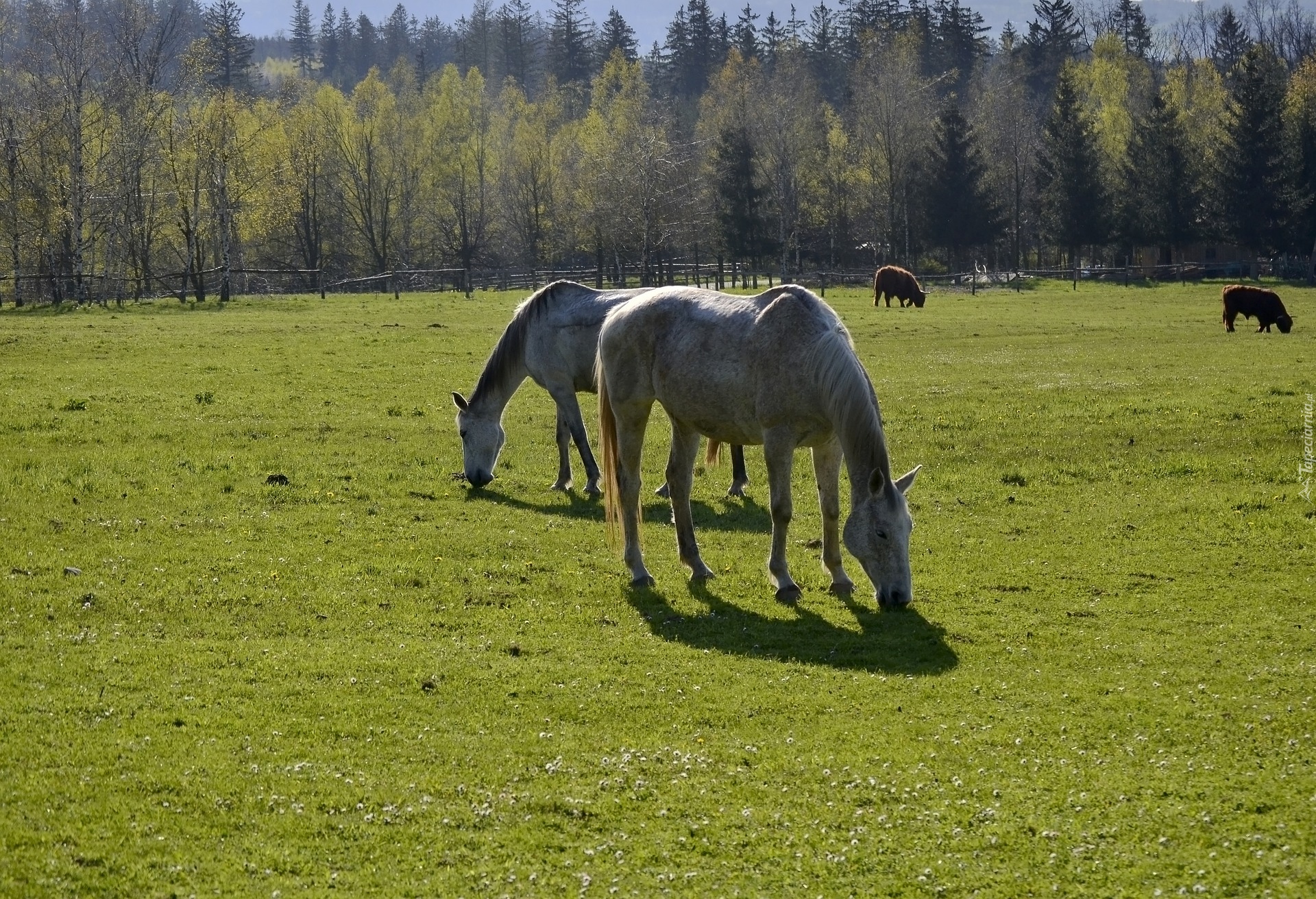 Konie, Pastwisko, Las