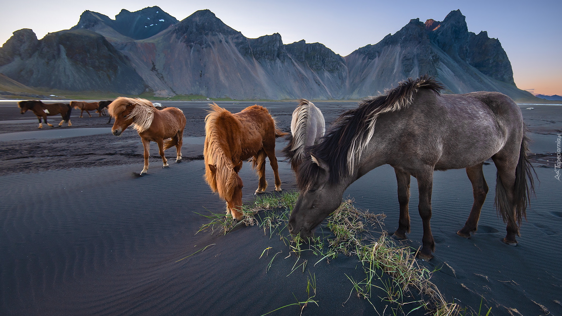 Konie, Góra Vestrahorn, Góry, Plaża Stokksnes, Islandia, Ciemny, Piasek