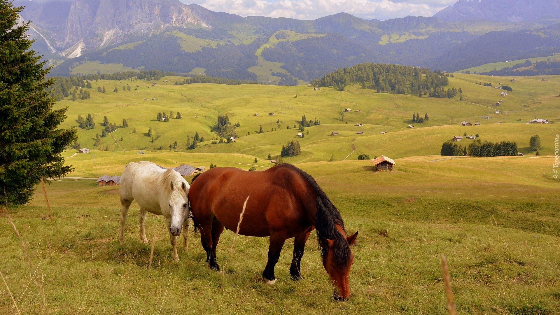 Włochy, Dolomity, Góry, Wzgórza, Łąki, Konie, Domy, Drzewa