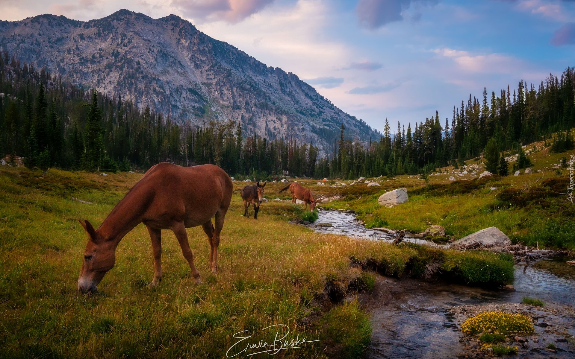 Góry, Wallowa Mountains, Rzeka, Lostine River, Konie, Drzewa, Stan Oregon, Stany Zjednoczone