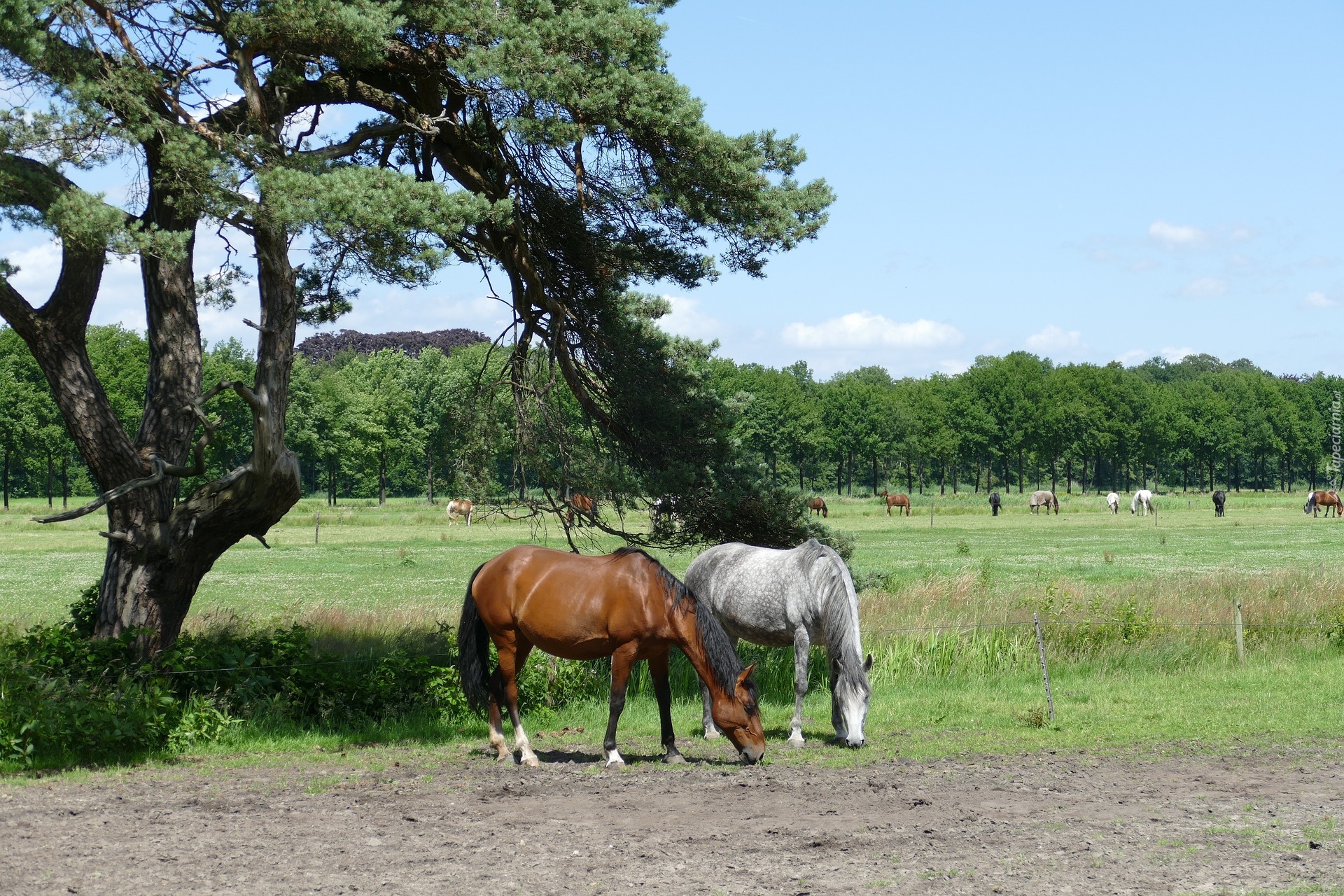 Konie, Pastwisko, Drzewo