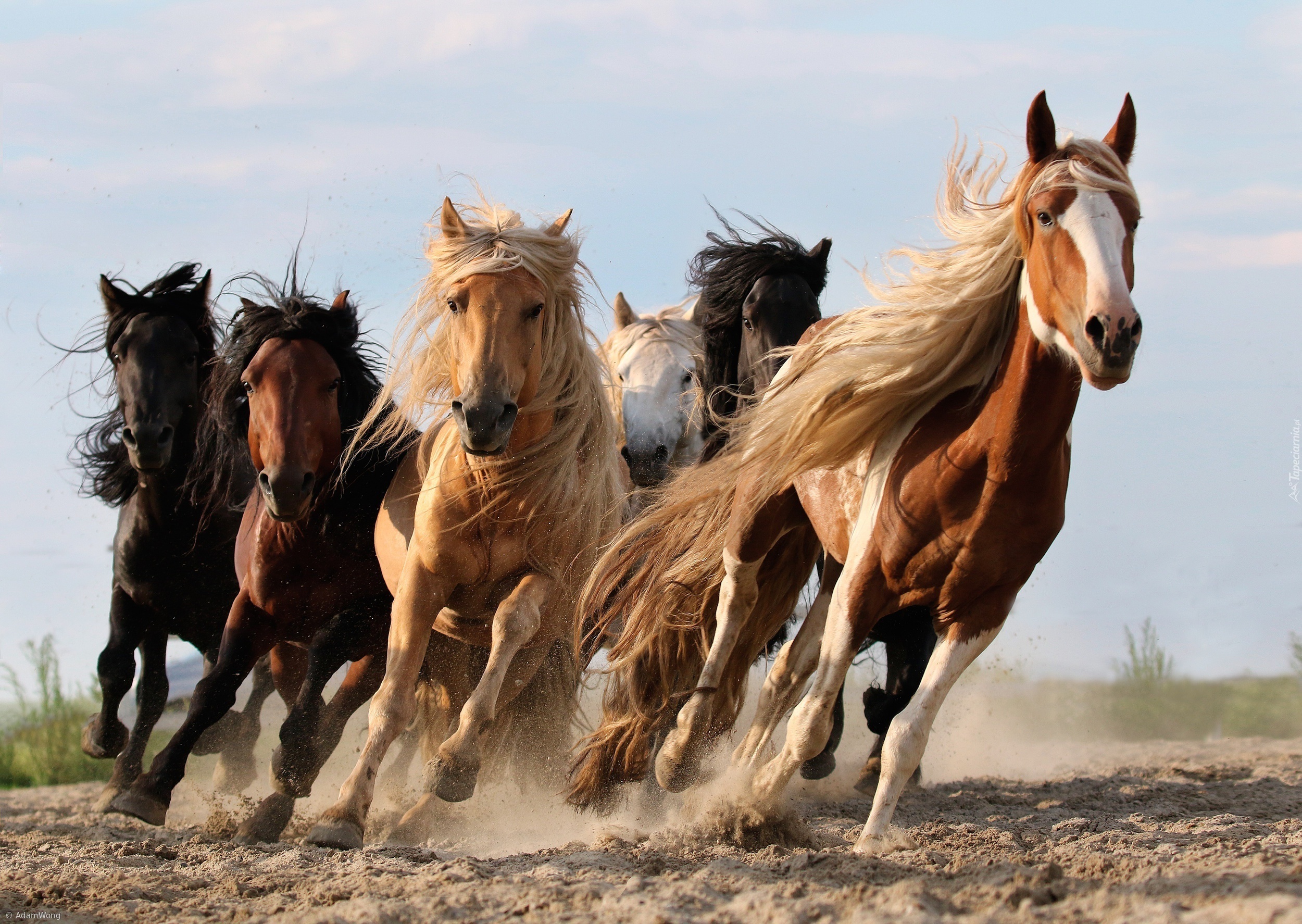 Konie, Bieg, Galop