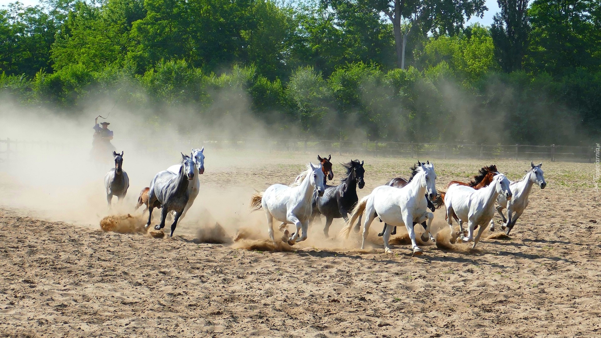 Konie, Galop, Piasek