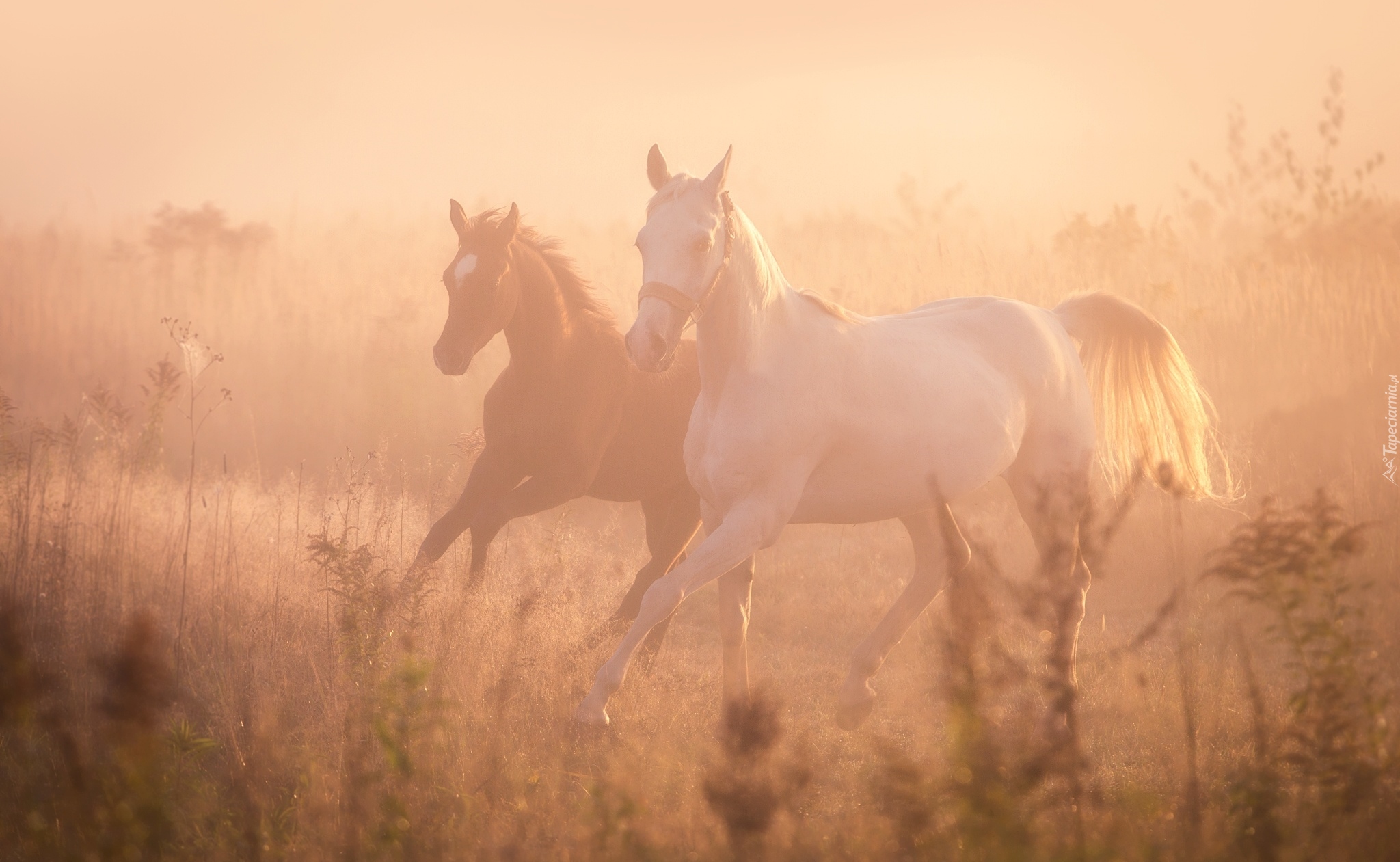 Konie, Mgła