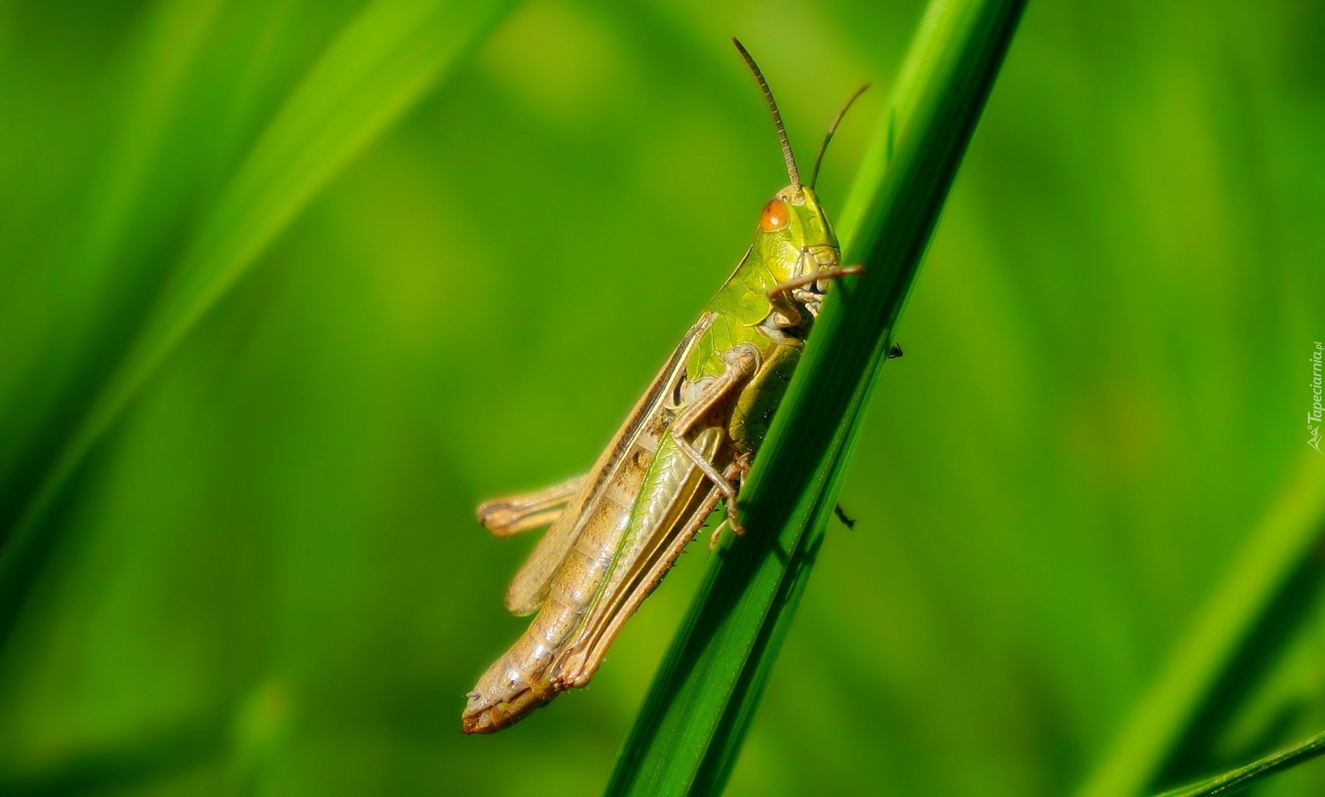 Owad, Konik polny, Skoczek zielony