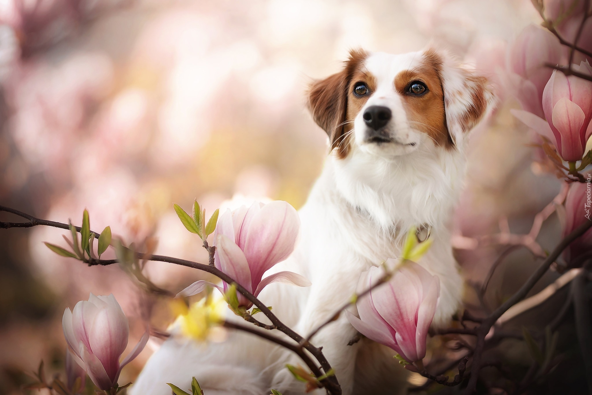 Płochacz holenderski, Kooikerhondje, Magnolia, Kwiaty