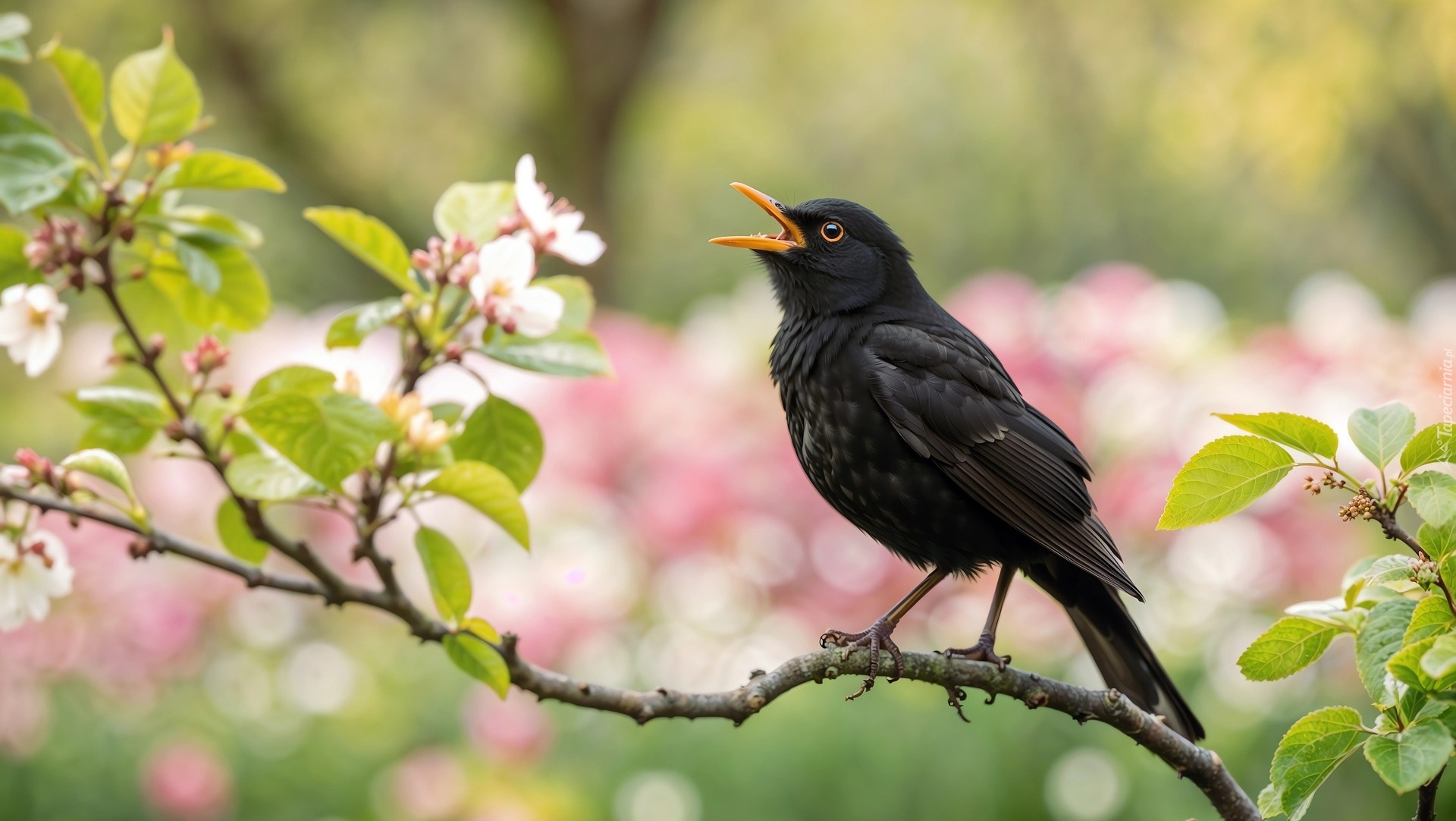 Ptak, Kos, Gałązka