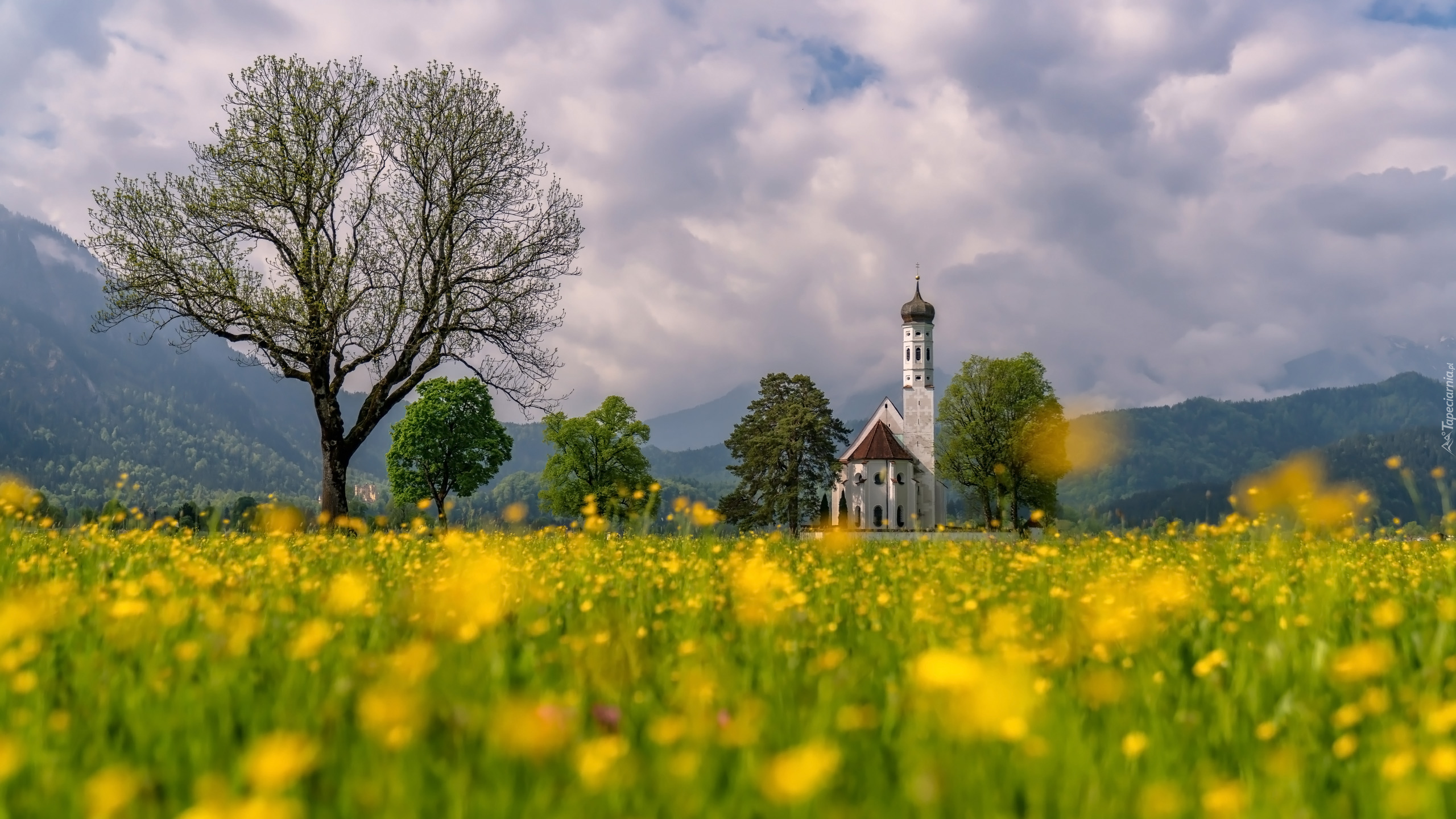 Góry, Alpy, Kościół Eglise Saint Coloman, Drzewa, Łąka, Chmury, Schwangau, Region Allgau, Bawaria, Niemcy