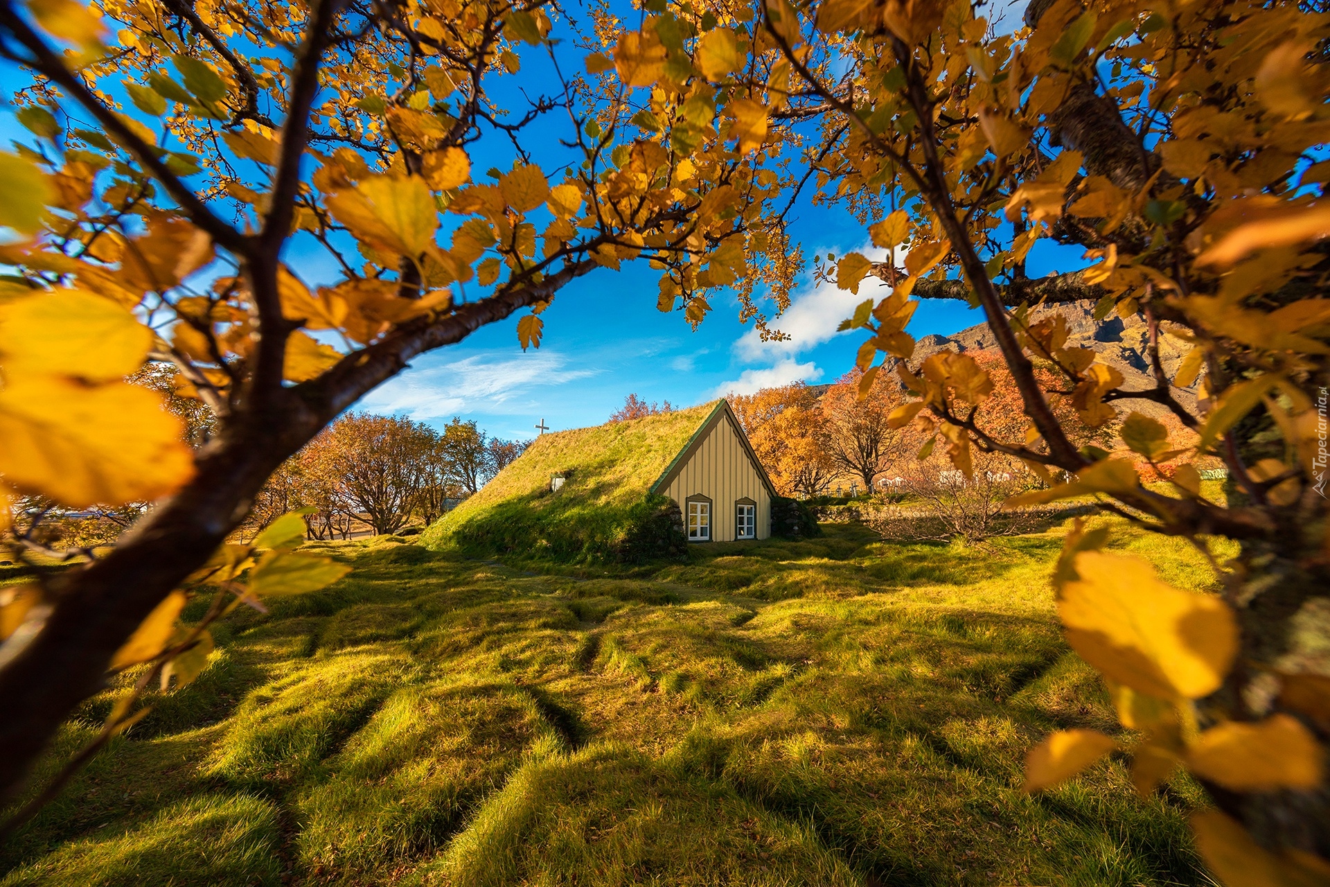 Islandia, Hof, Kościół Hofskirkja, Murawa, Drzewa, Gałęzie, Jesień