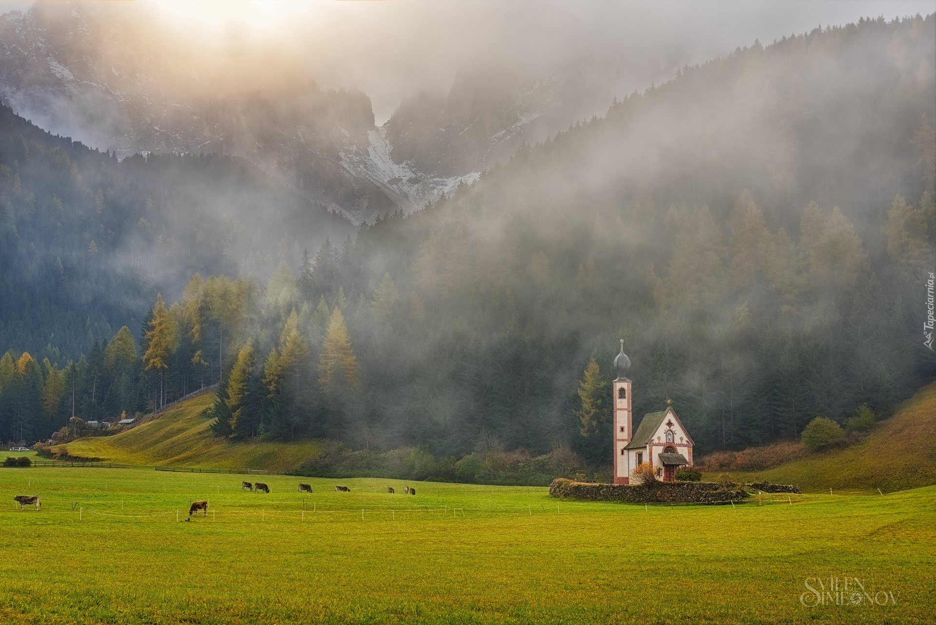 Dolina Val di Funes, Kościół św. Jana, Wzgórza, Lasy, Mgła, Krowy, Góry, Dolomity, Prowincja Bolzano, Włochy