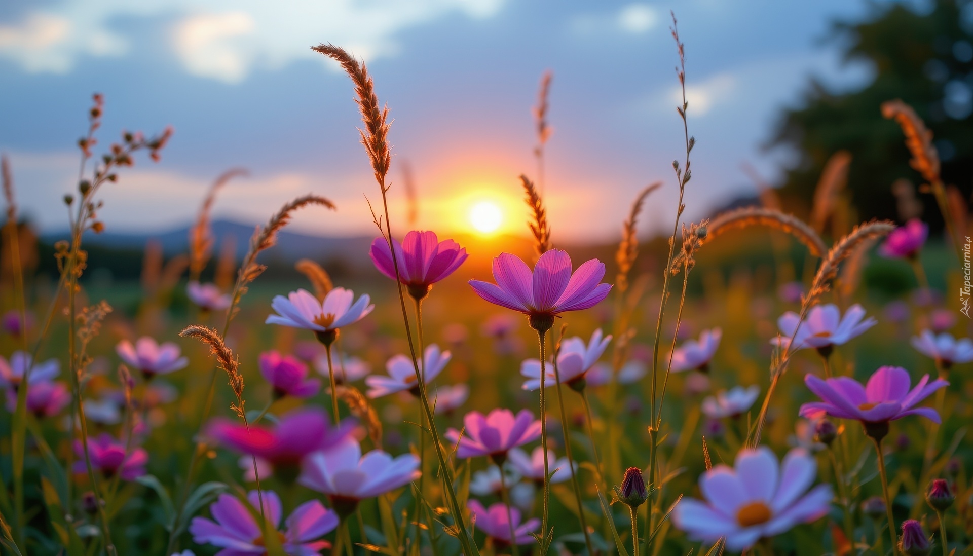 Łąka, Kosmea, Trawy, Zachód słońca, Grafika AI