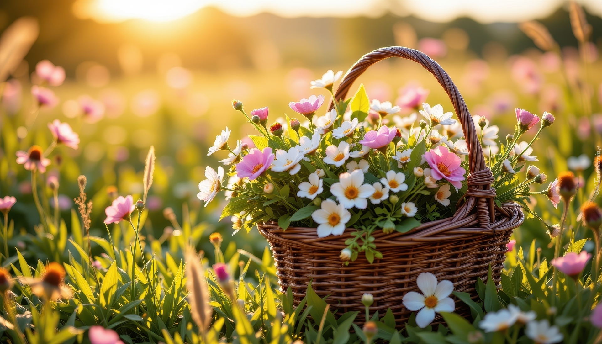 Różowe, Białe, Kwiaty, Wiklinowy, Koszyk, Trawa