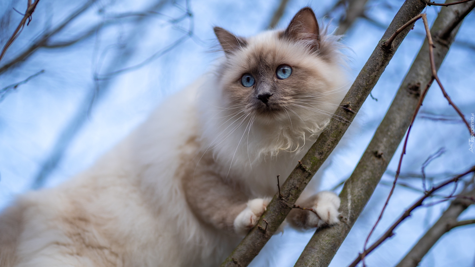 Kot birmański, Niebieskie, Oczy, Gałązki