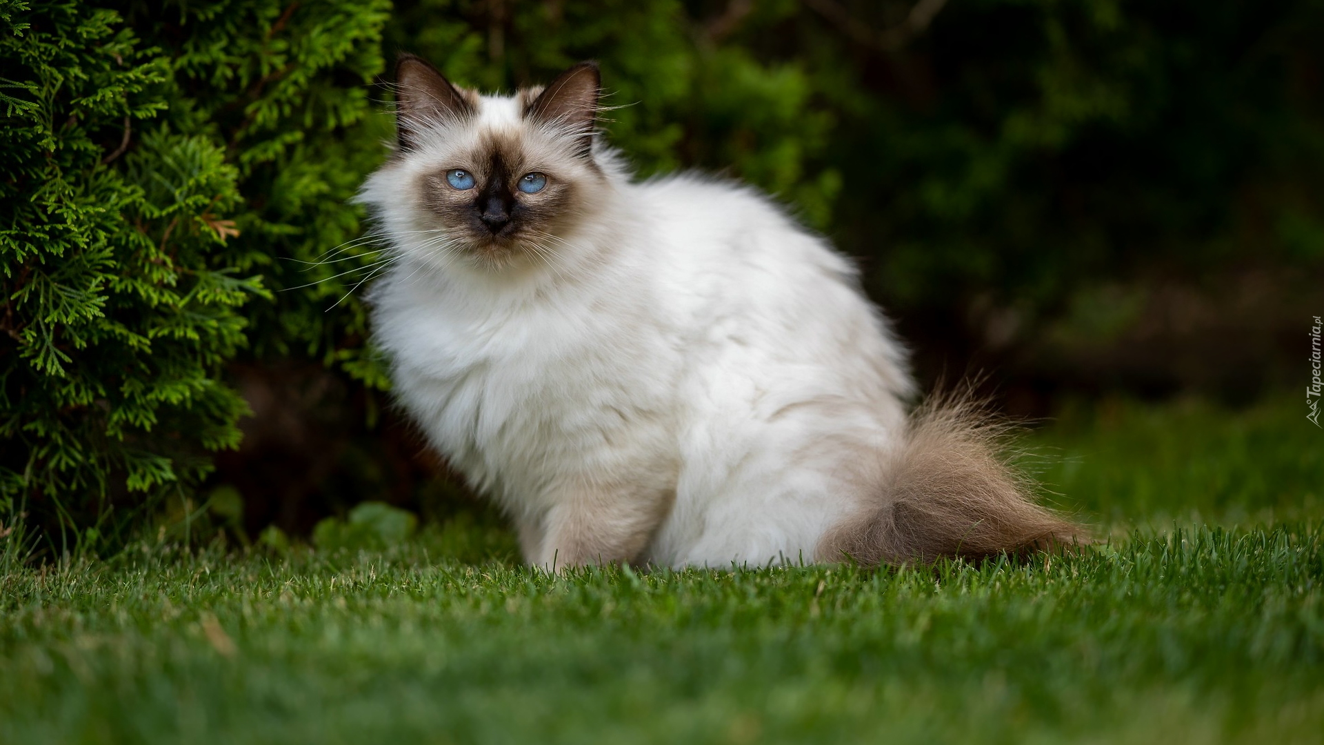 Kot birmański, Niebieskie, Oczy, Trawa