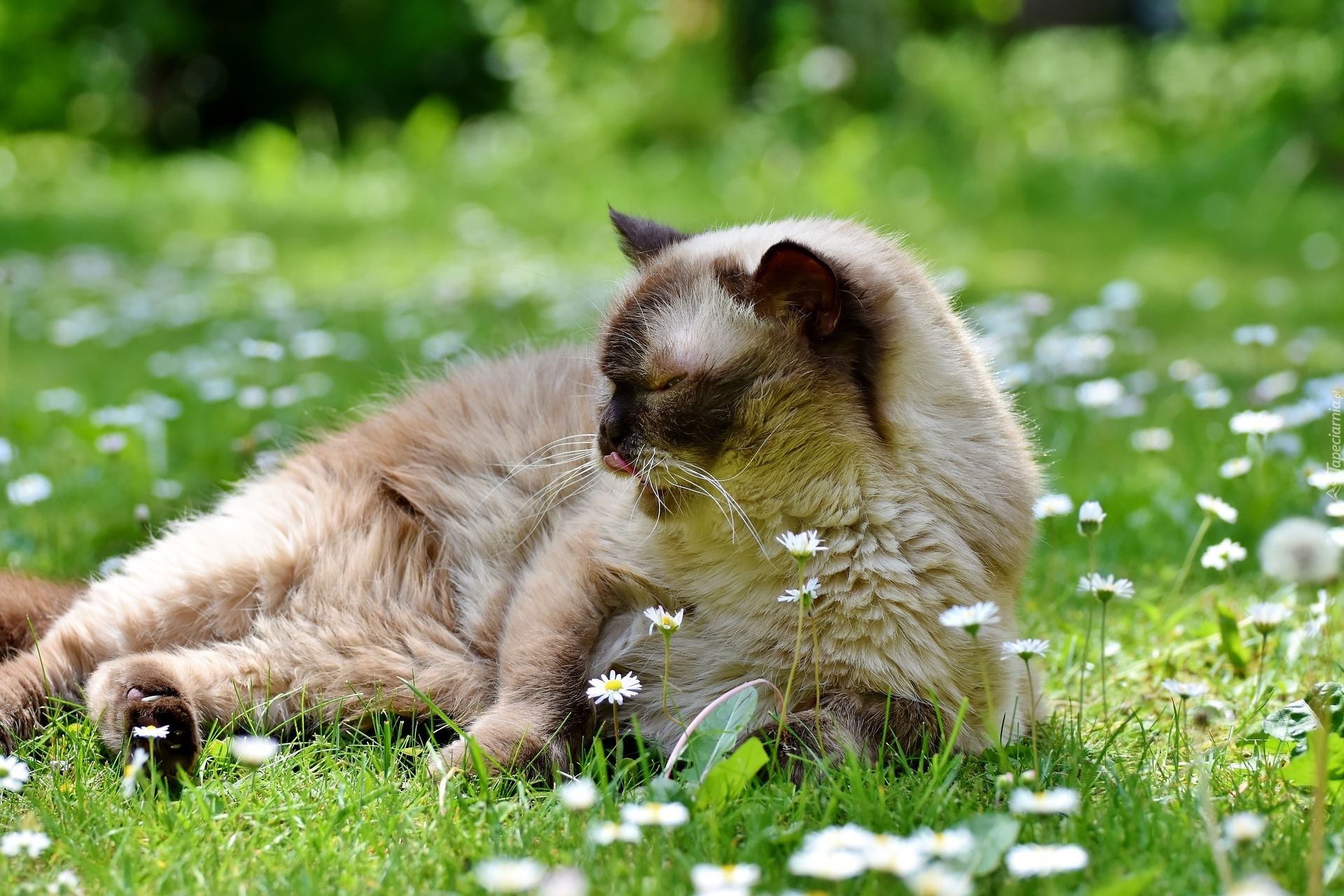 Kot brytyjski krótkowłosy, Kwiatki, Stokrotki