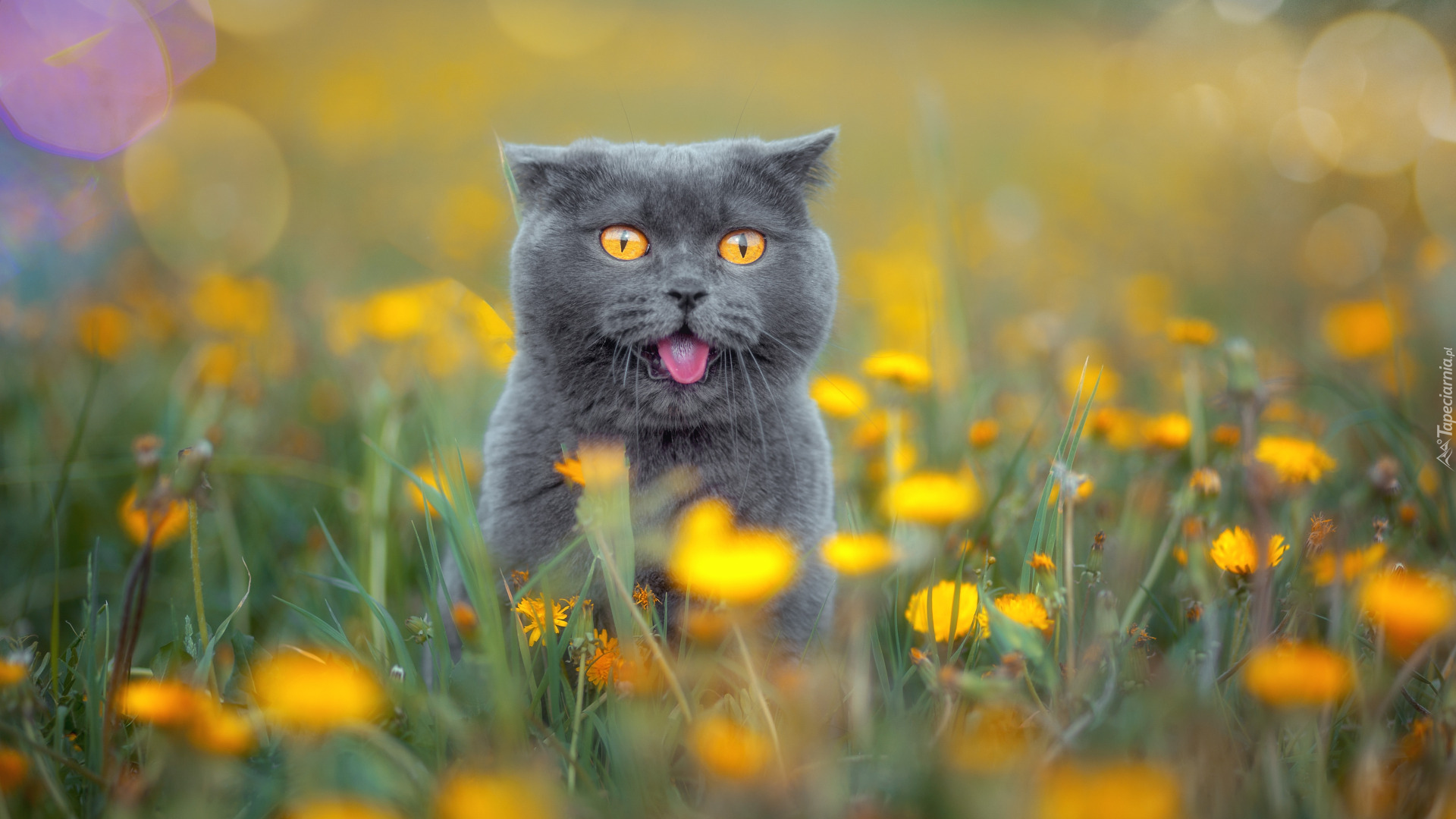 Kot brytyjski krótkowłosy, Kwiaty, Łąka