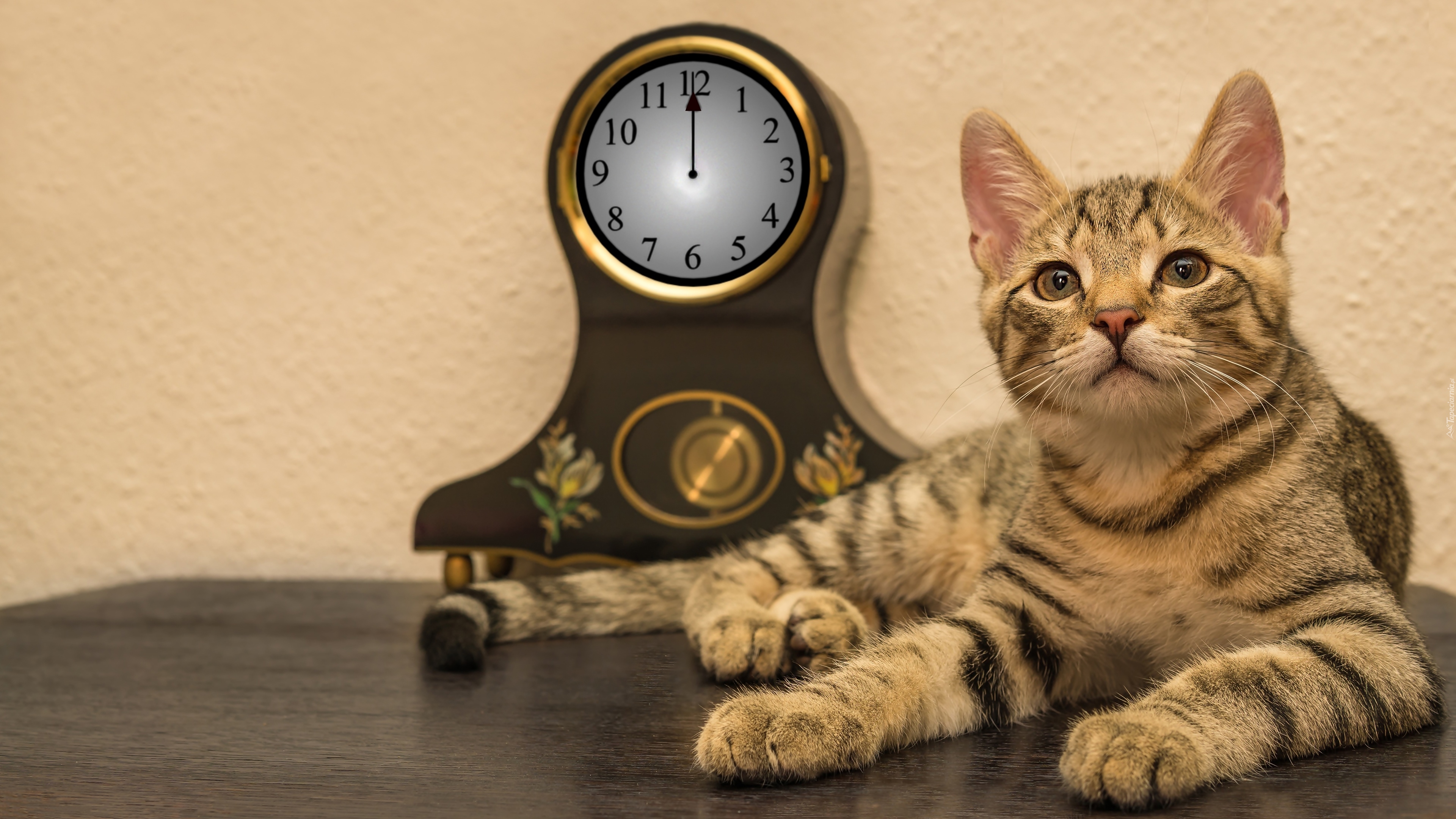 Включи кот на час. Кот с часами. Котик и часы. Часы коты. Котик с часиками.