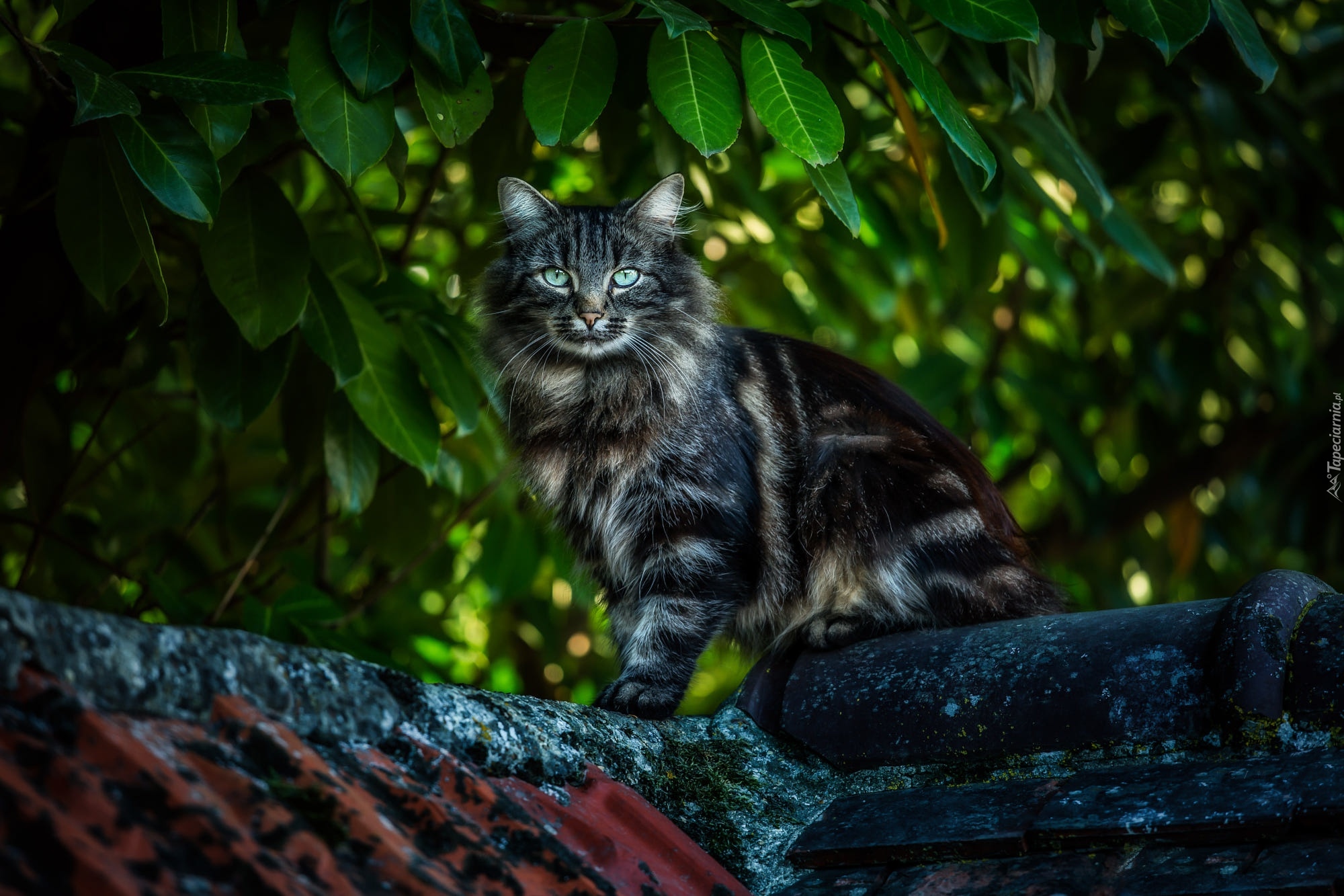 Kot, Maine coon, Dach, Liście