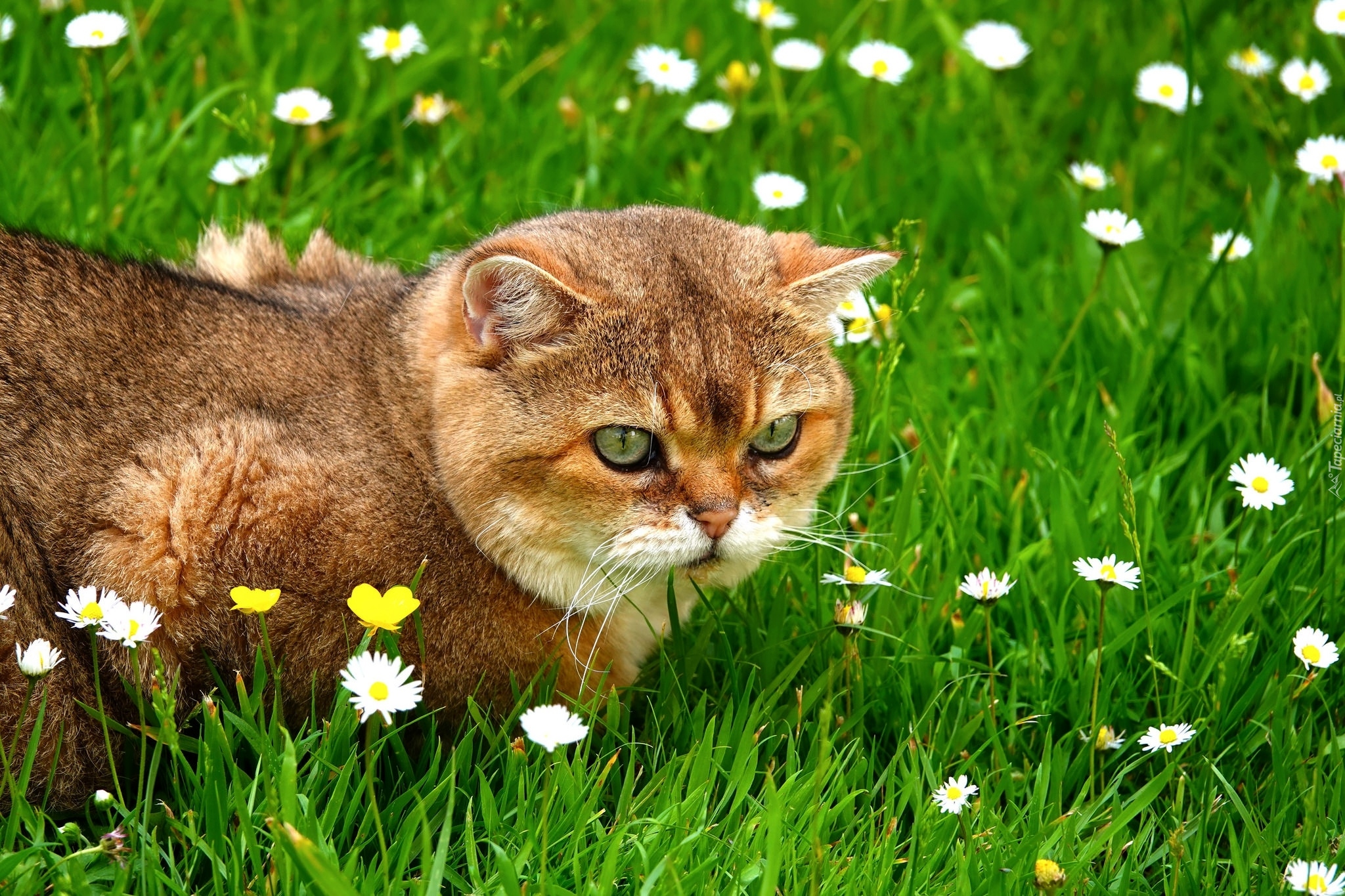 Kot, Trawa, Kwiatki, Stokrotki