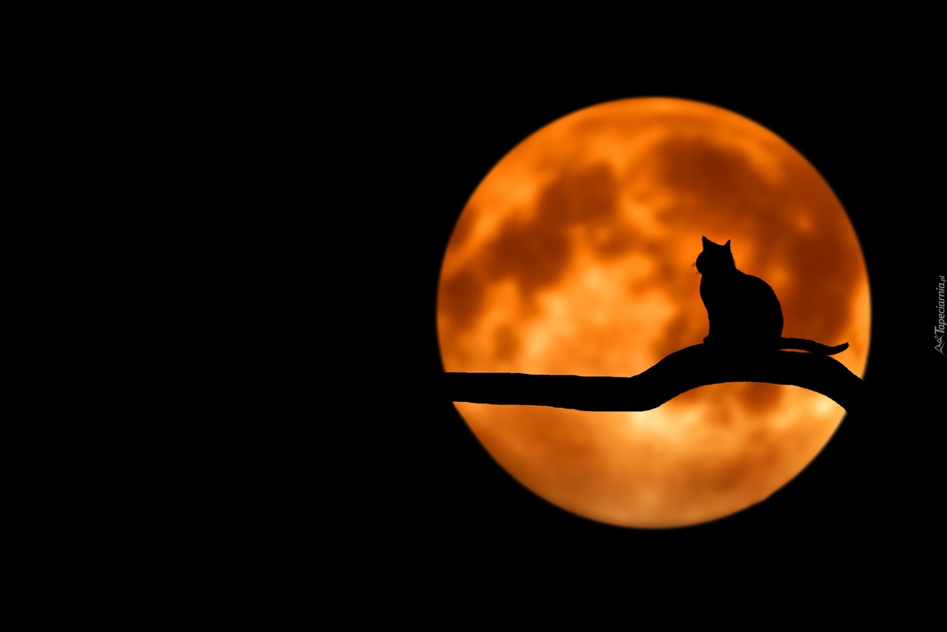 Księżyc, Kot, Gałąź, 2D
