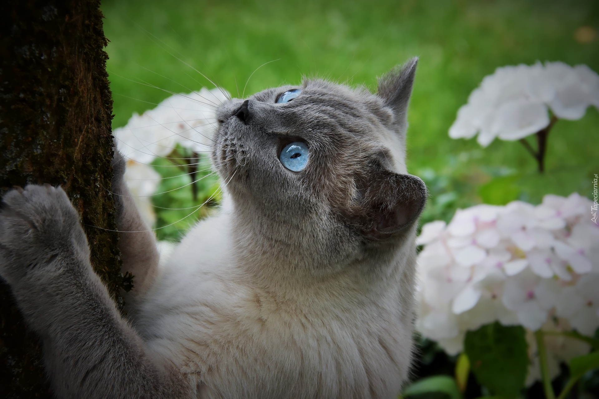 Kot, Niebieskie, Oczy, Pień
