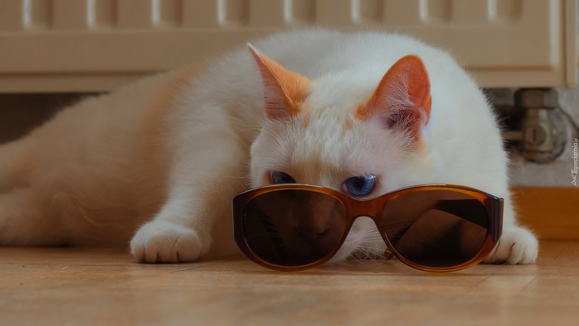Kot, Biało-rudy, Okulary