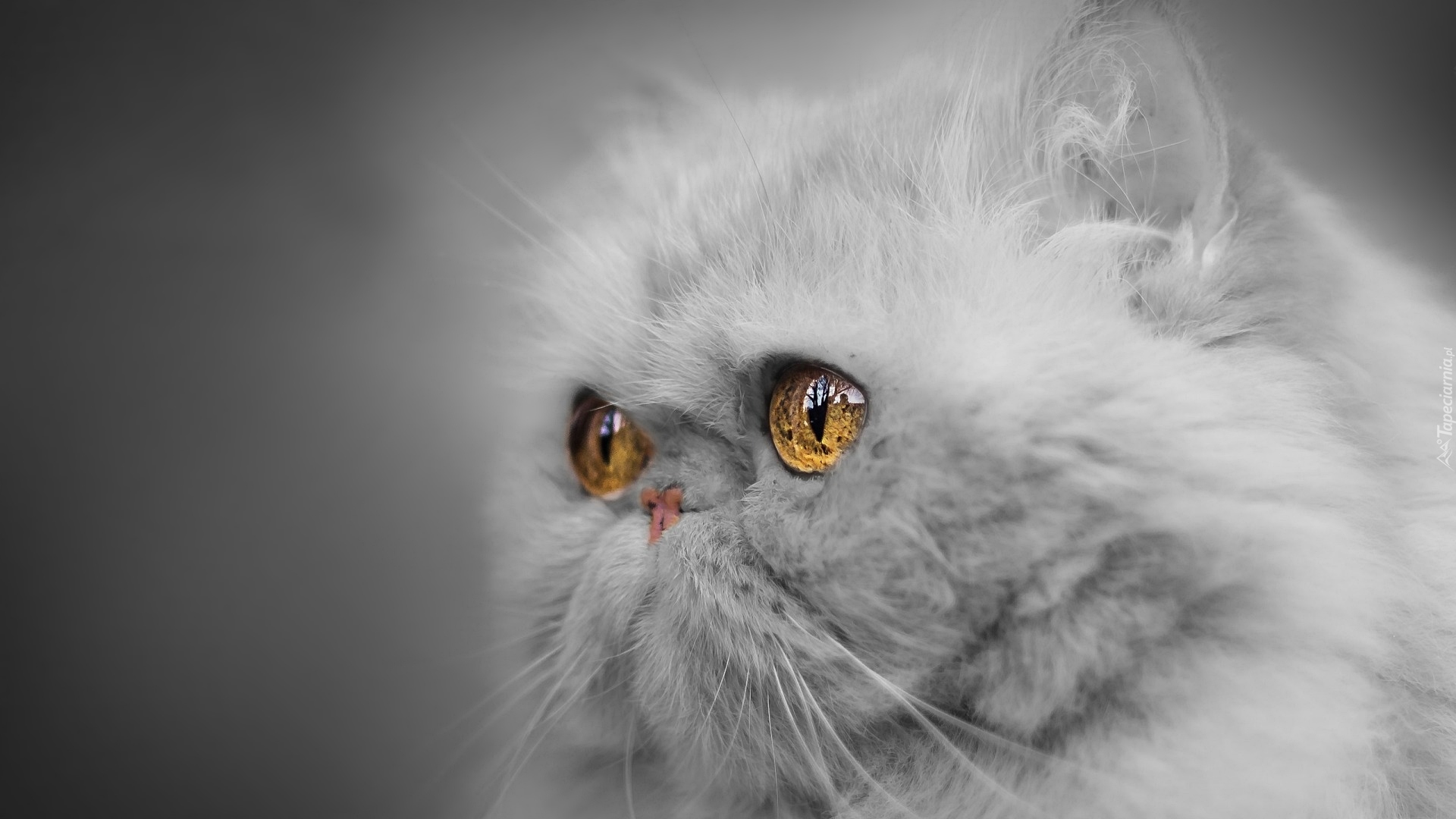 Kot perski szynszylowy