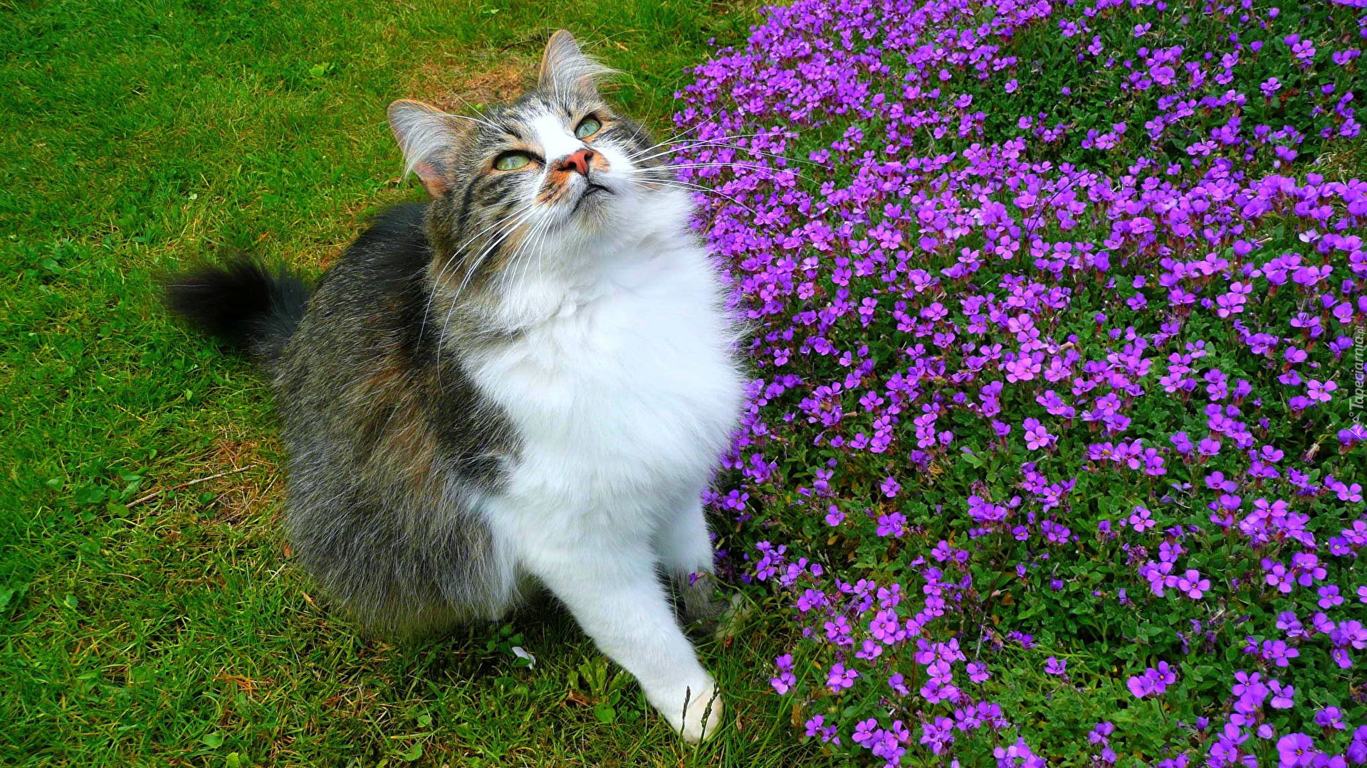 Kot, Spojrzenie, Fioletowe, Kwiaty, Trawa