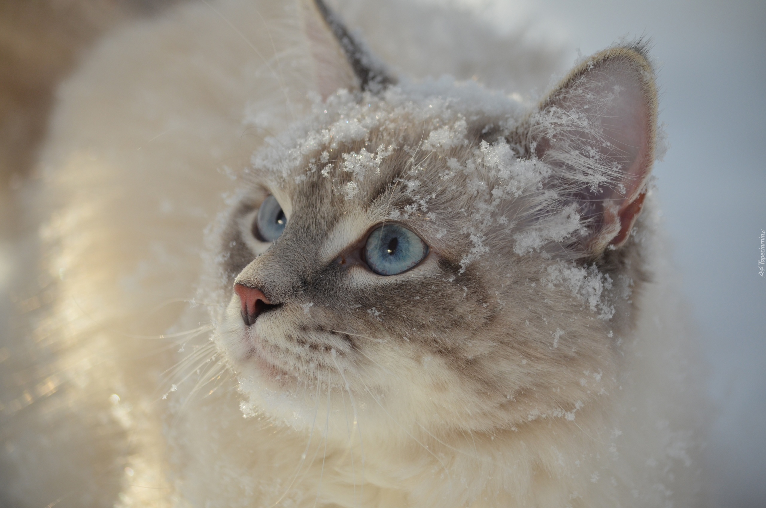 Kot, Błękitne, Oczy, Spojrzenie, Śnieg