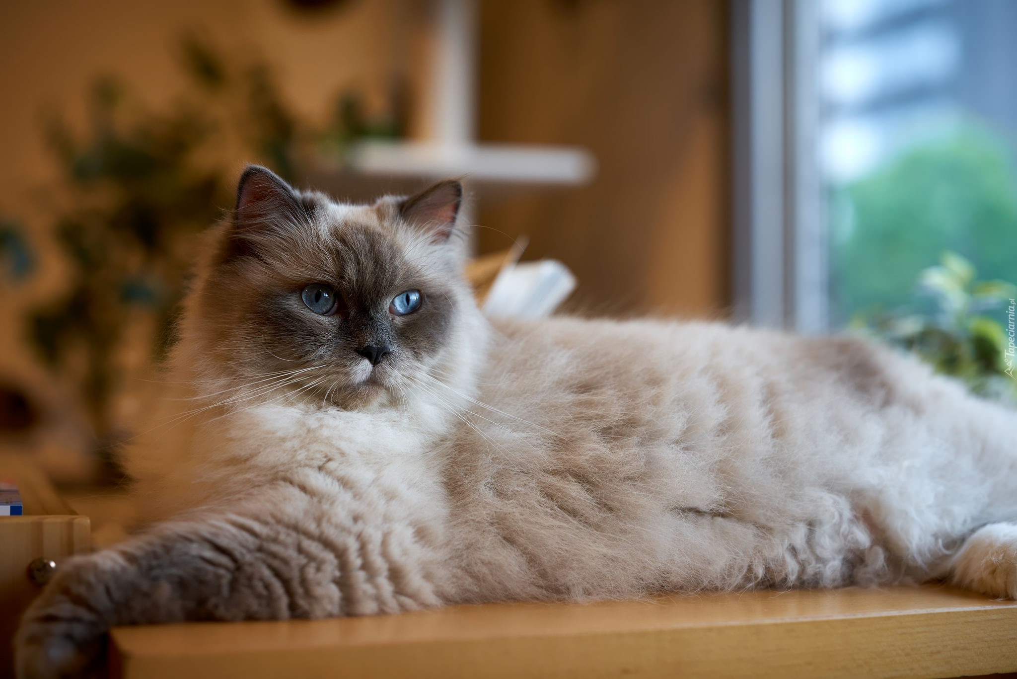 Kot, Ragdoll