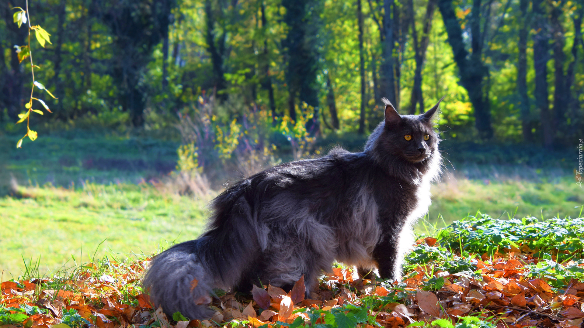 Kot, Maine coon, Mainkun, Liście