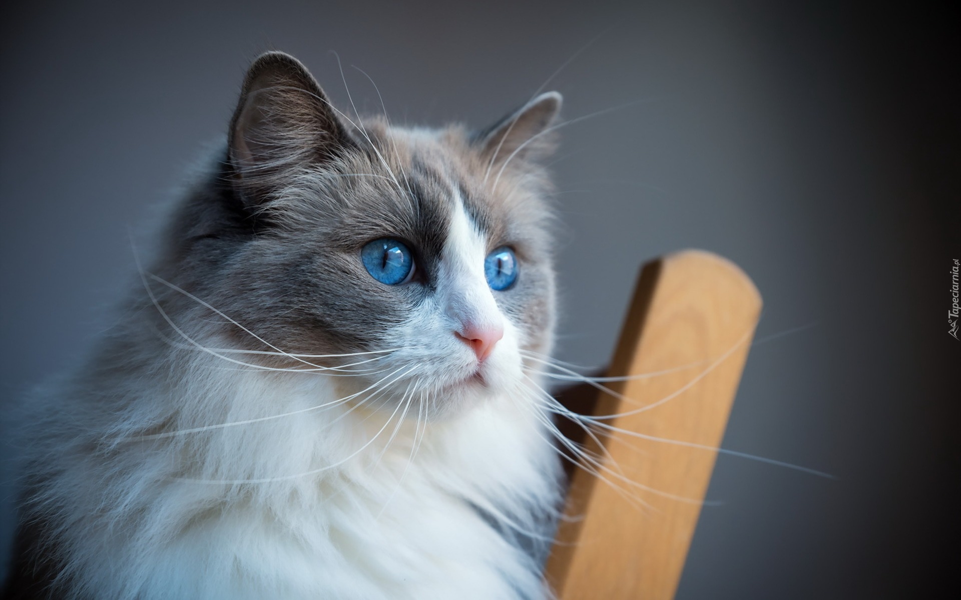 Ragdoll, Kot