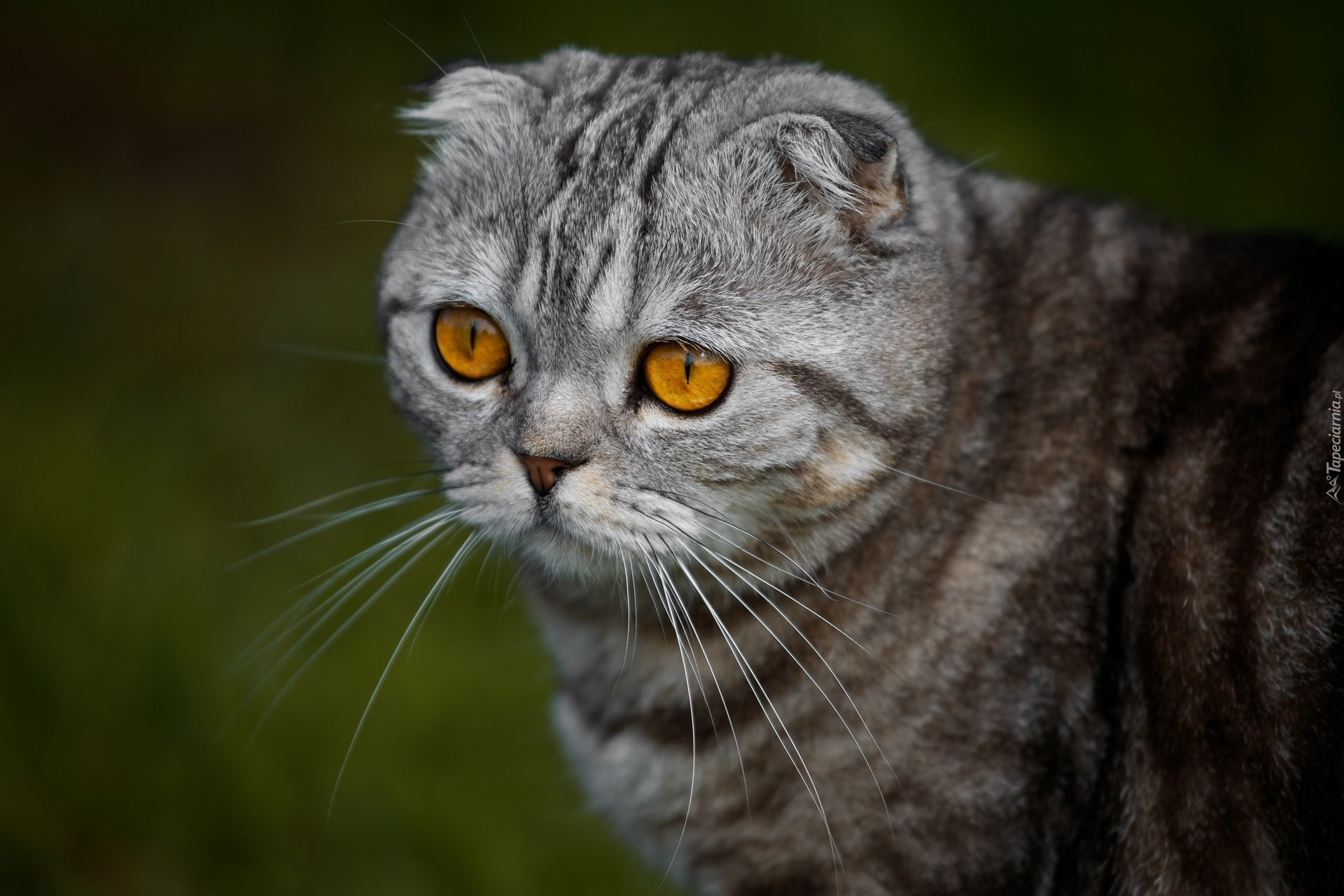 Kot Szkocki Zwis ouchy Z Miodowymi Oczami Kot Szkocki Zwis ouchy Z Miodowymi Oczami