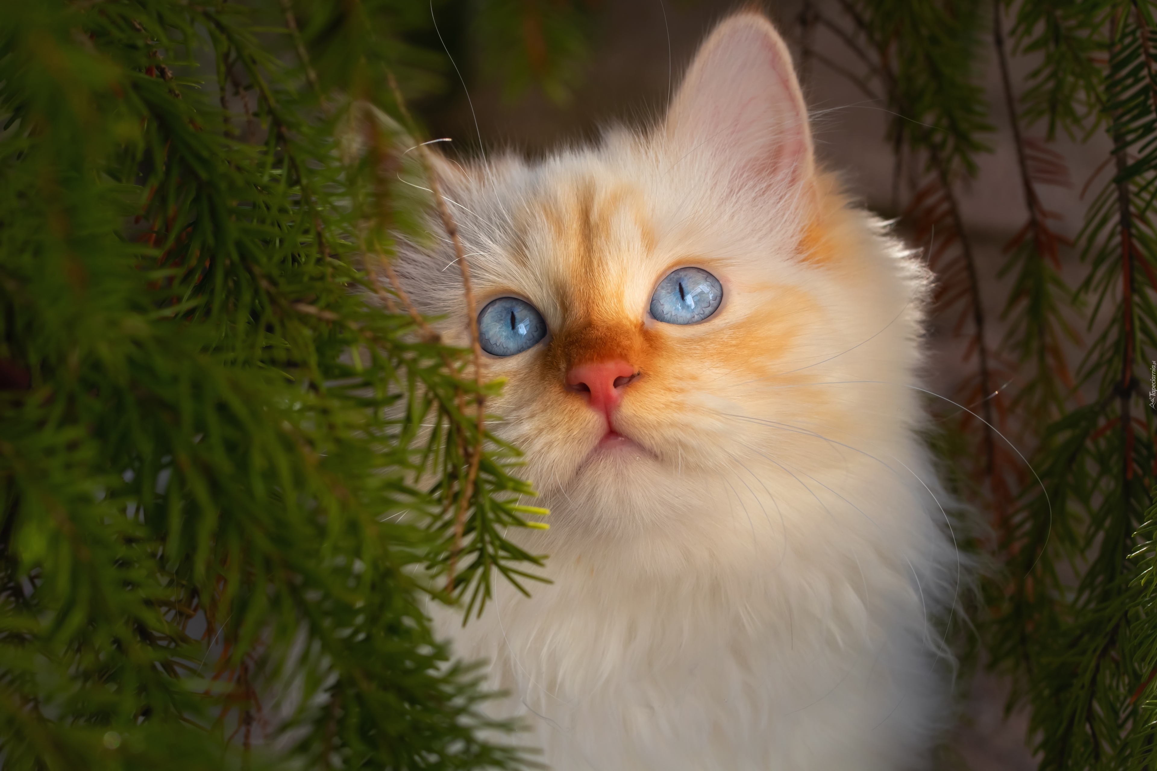 Biały, Kot, Błękitne, Niebieskie, Oczy