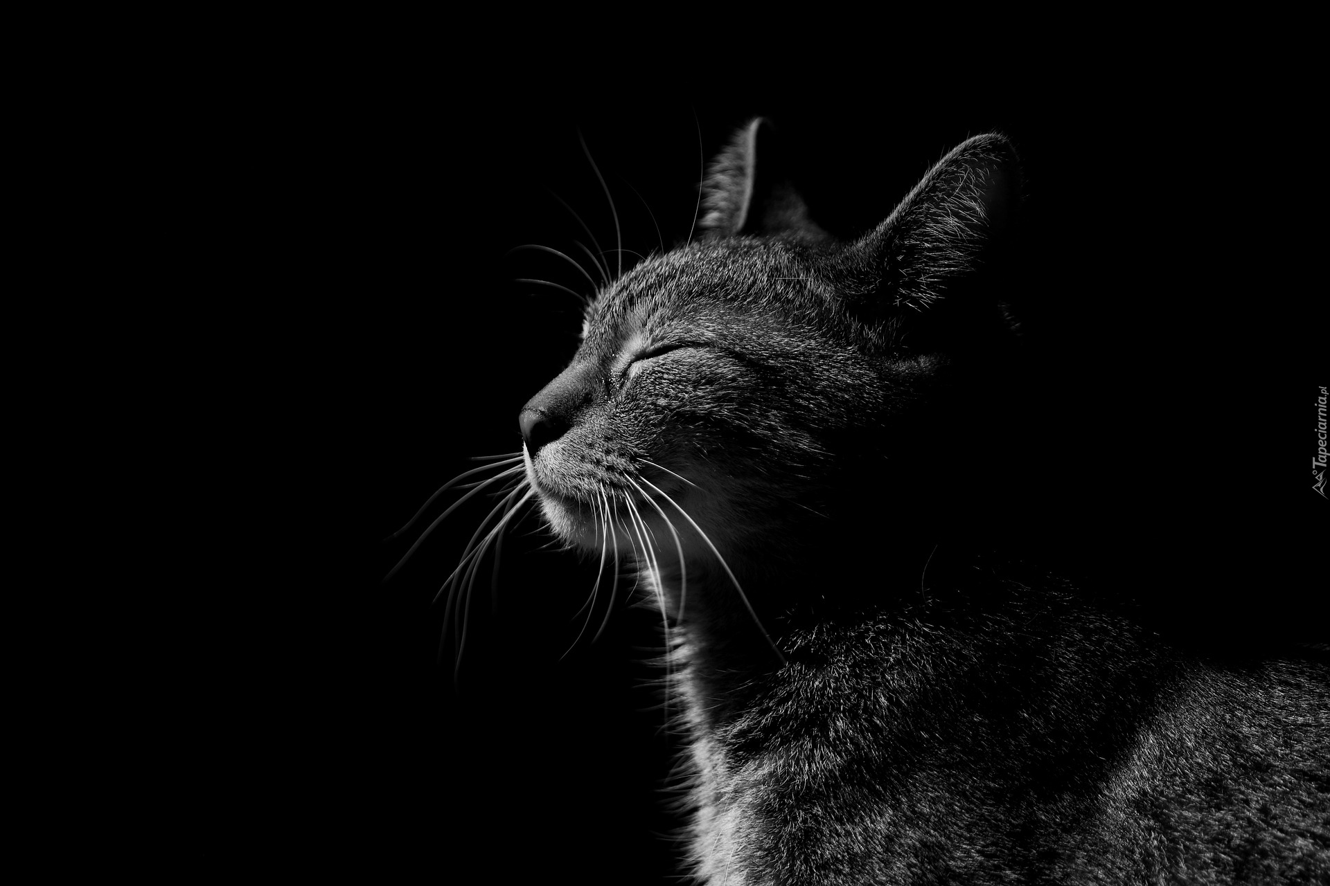 Kot, Zamknięte, Oczy, Czarno-białe