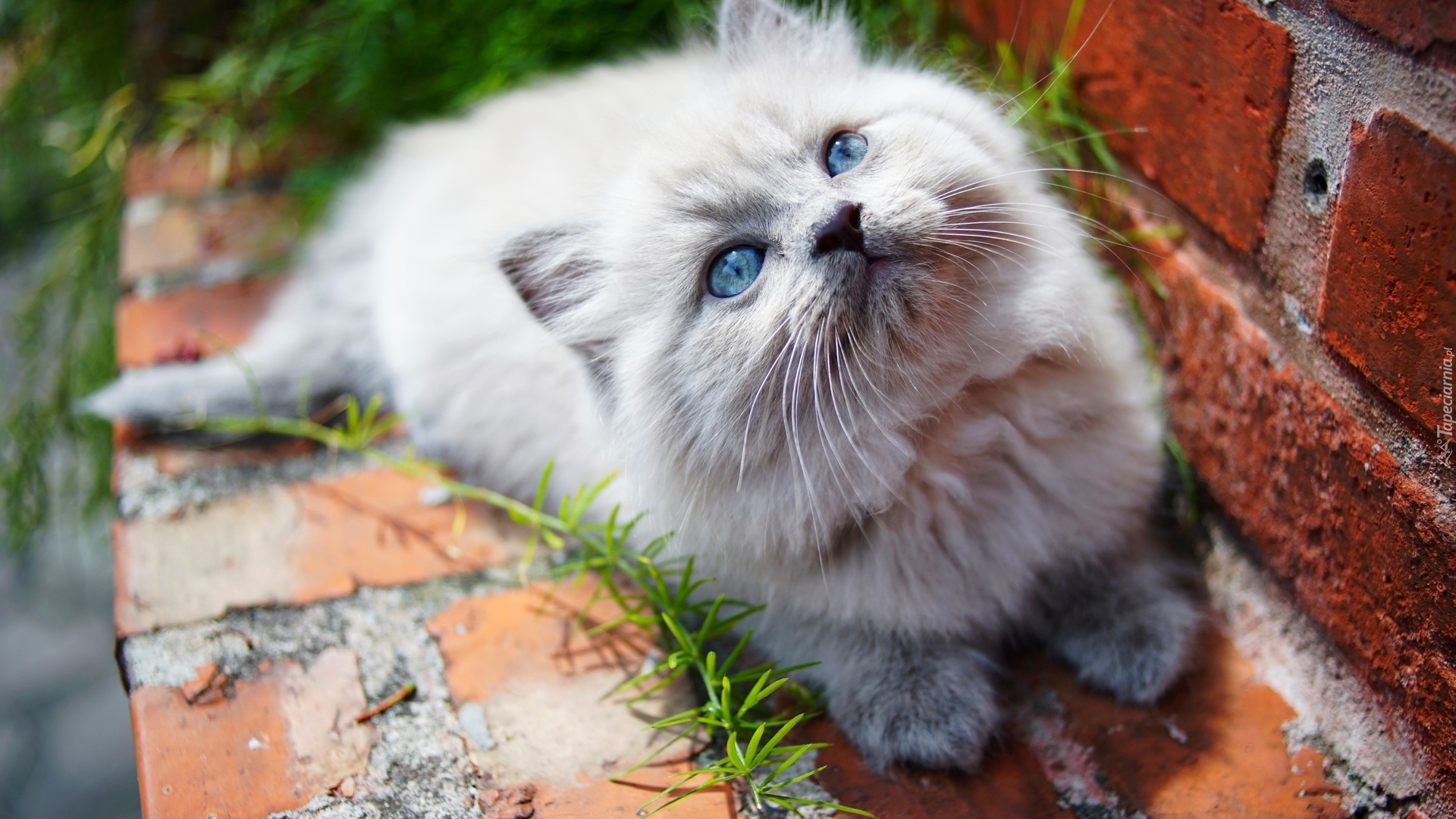 Kot, Niebieskie, Oczy, Murek, Trawa