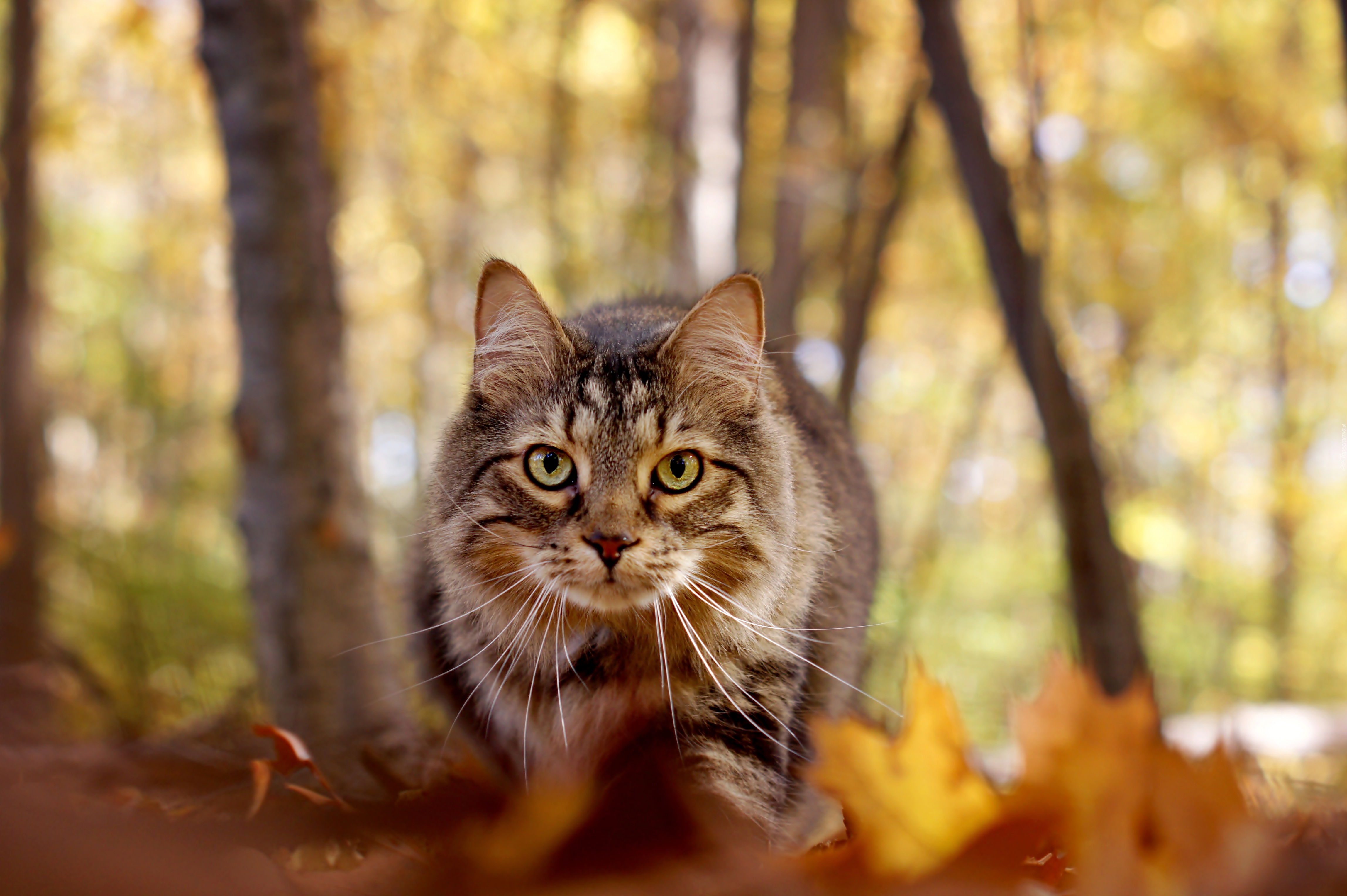 Kot, Morda, Jesień, Liście, Drzewa
