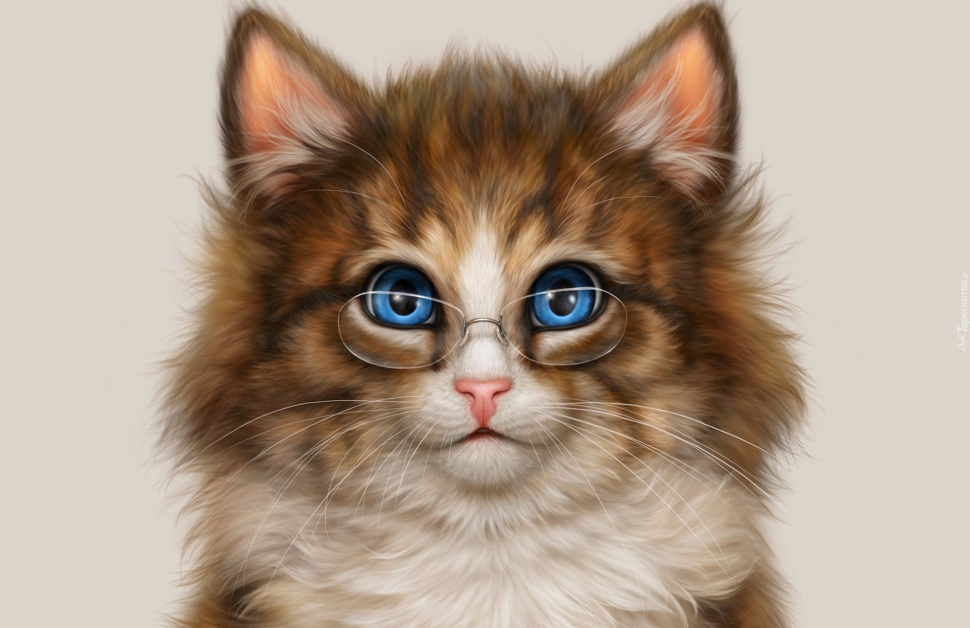 Kot, Okulary, Niebieskie, Oczy, Spojrzenie