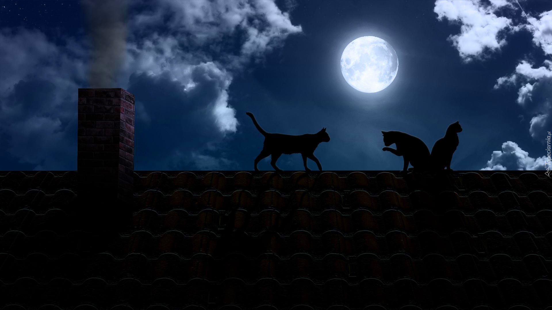 Koty, Noc, Dach, Księżyc