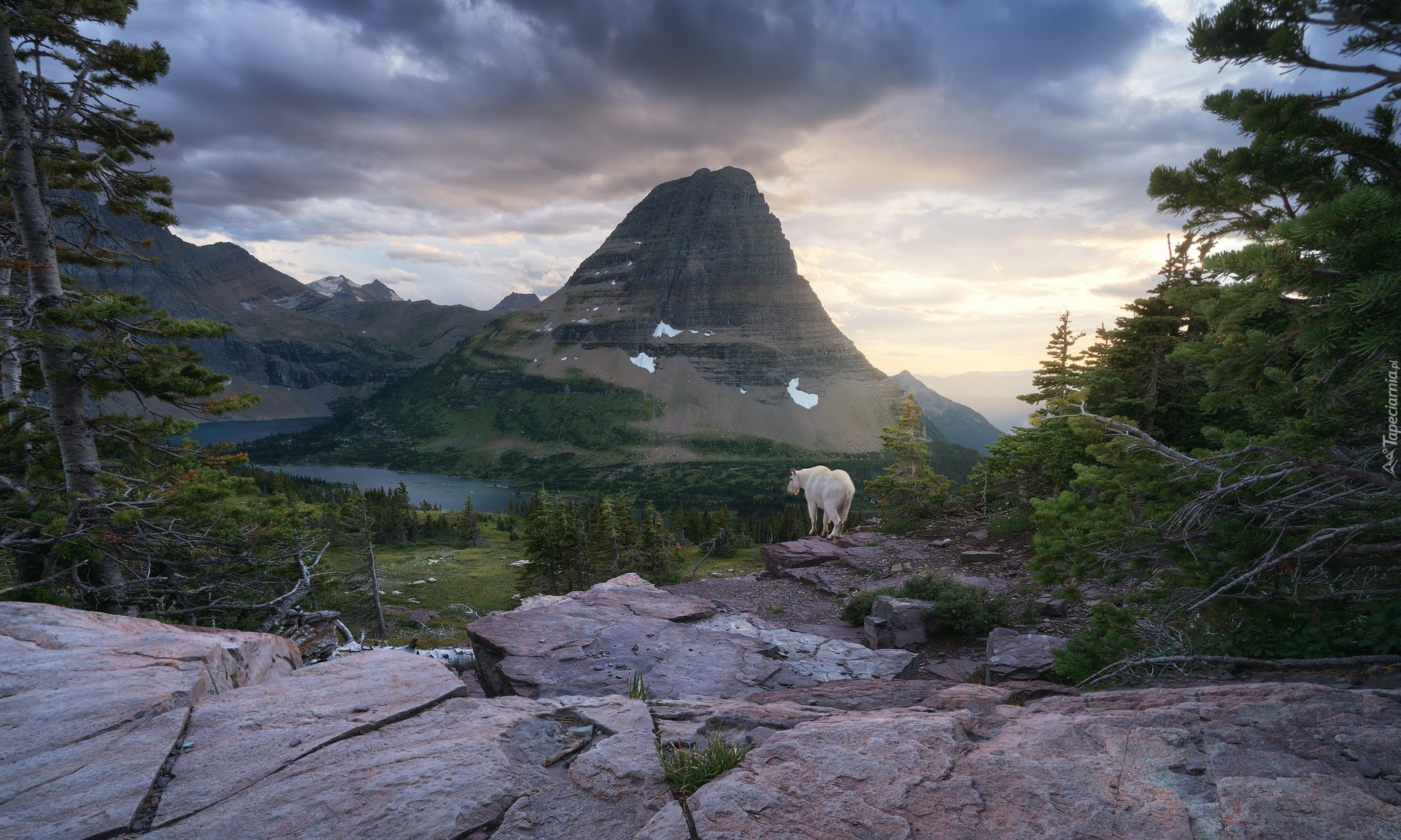 Stany Zjednoczone, Stan Montana, Park Narodowy Glacier, Jezioro, Hidden Lake, Kozioł śnieżny, Góry, Skały, Las, Drzewa, Chmury