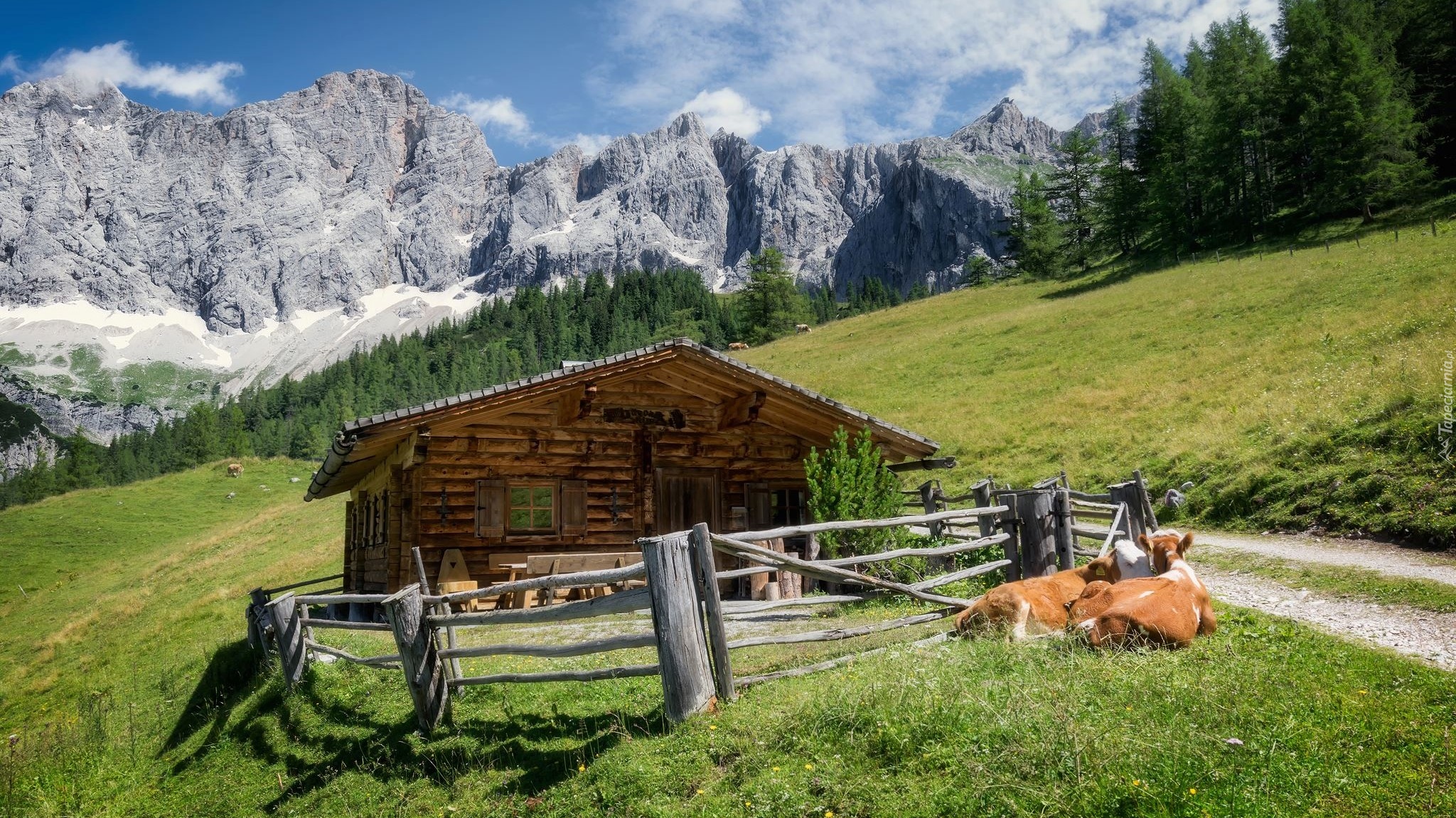 Austria, Gmina Ramsau am Dachstein, Góry Alpy Salzburskie, Masyw  Dachstein, Drewniany, Domek, Krowy