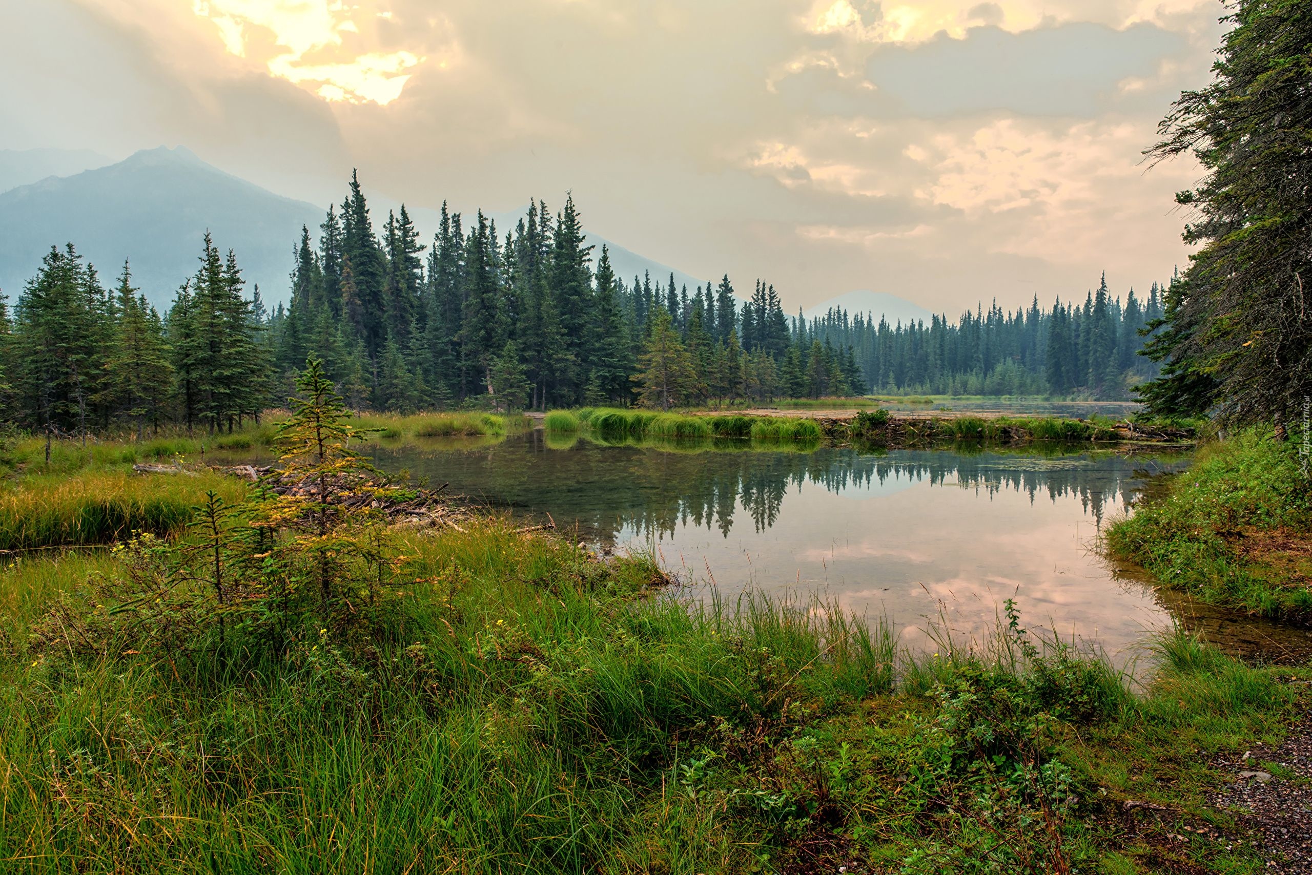 Stany Zjednoczone, Alaska, Park Narodowy Denali, Lasy, Jezioro, Trawa, Góry, Drzewa