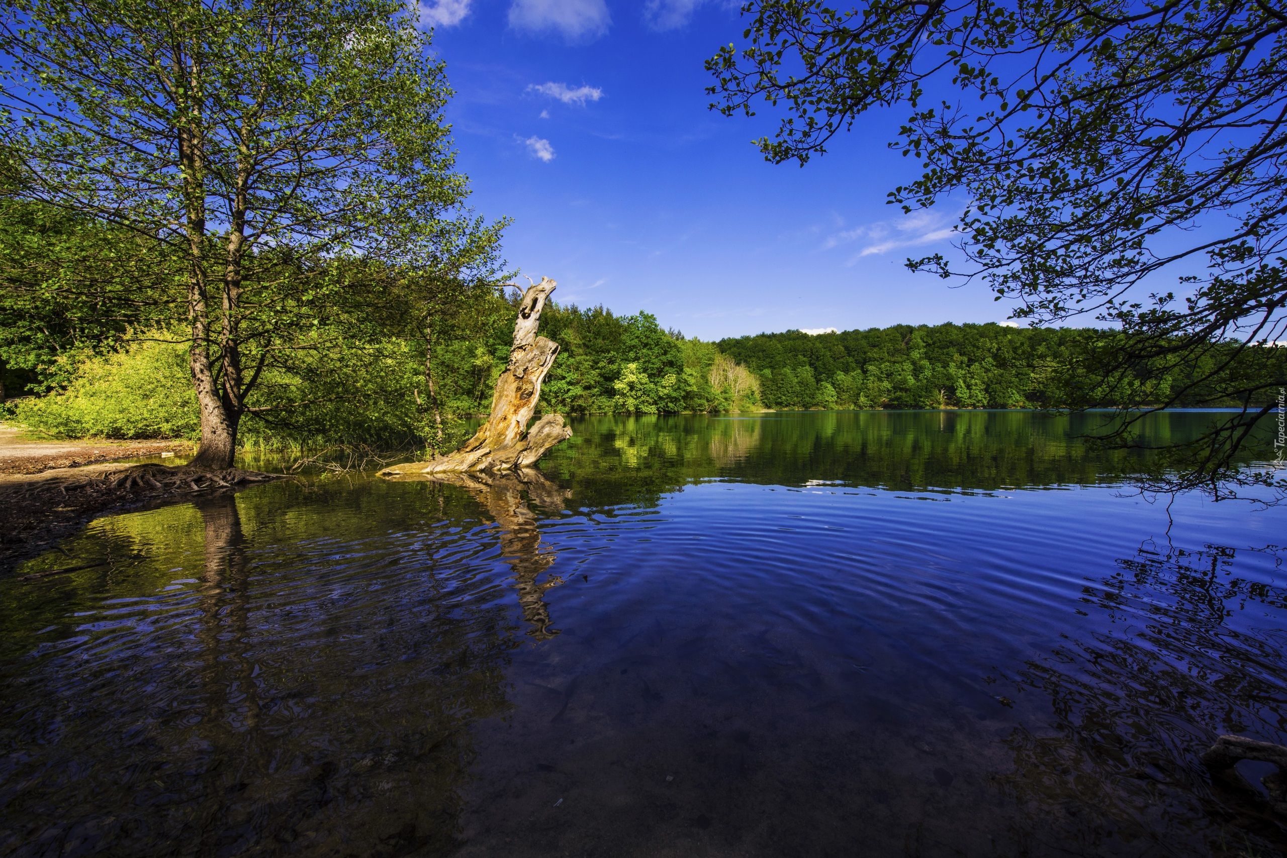 Chorwacja, Park Narodowy Jezior Plitwickich, Jezioro, Drzewa