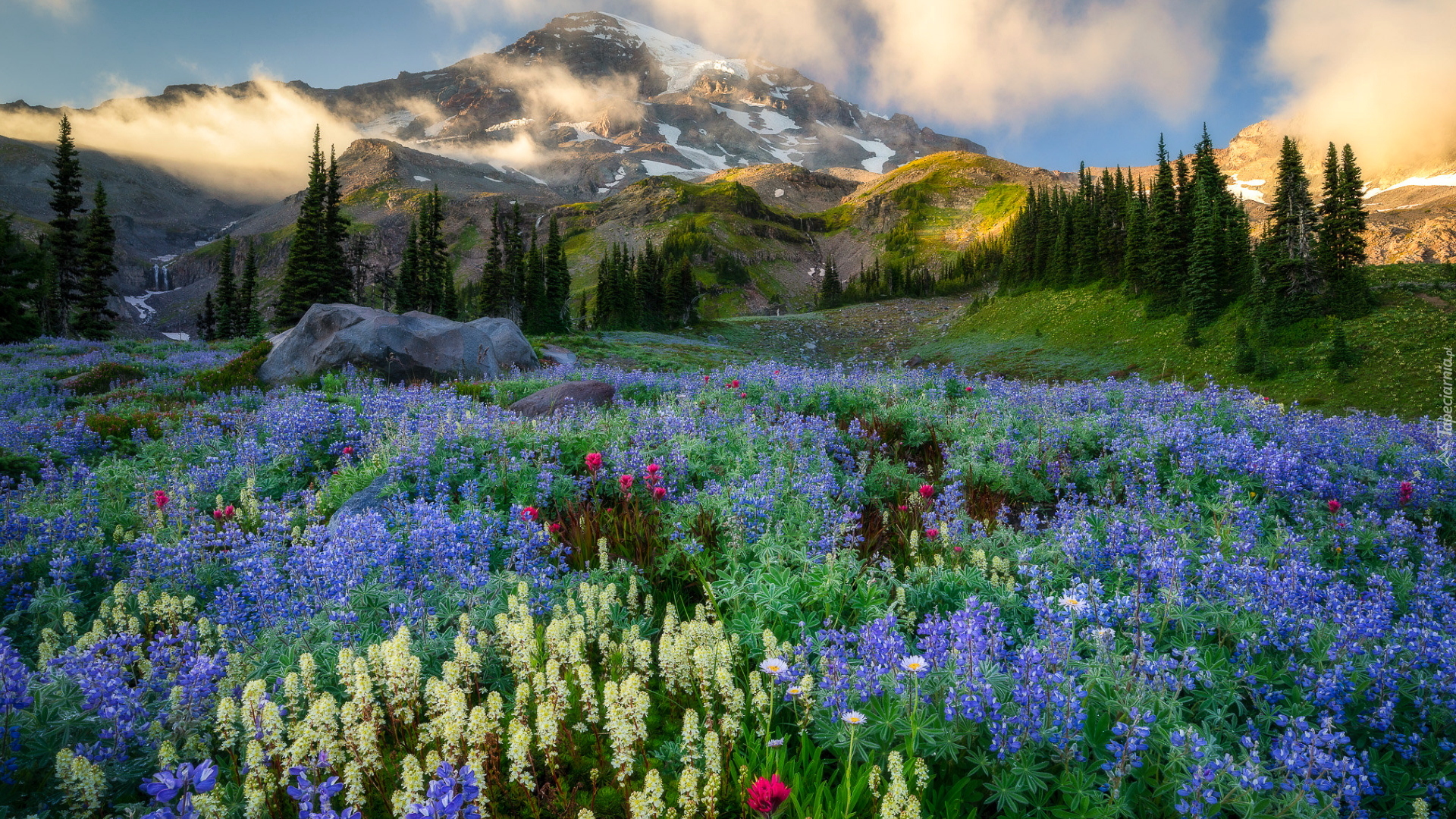 Stany Zjednoczone, Stan Waszyngton, Góry Kaskadowe, Park Narodowy Mount Rainier, Łąka, Łubin, Mgła, Drzewa