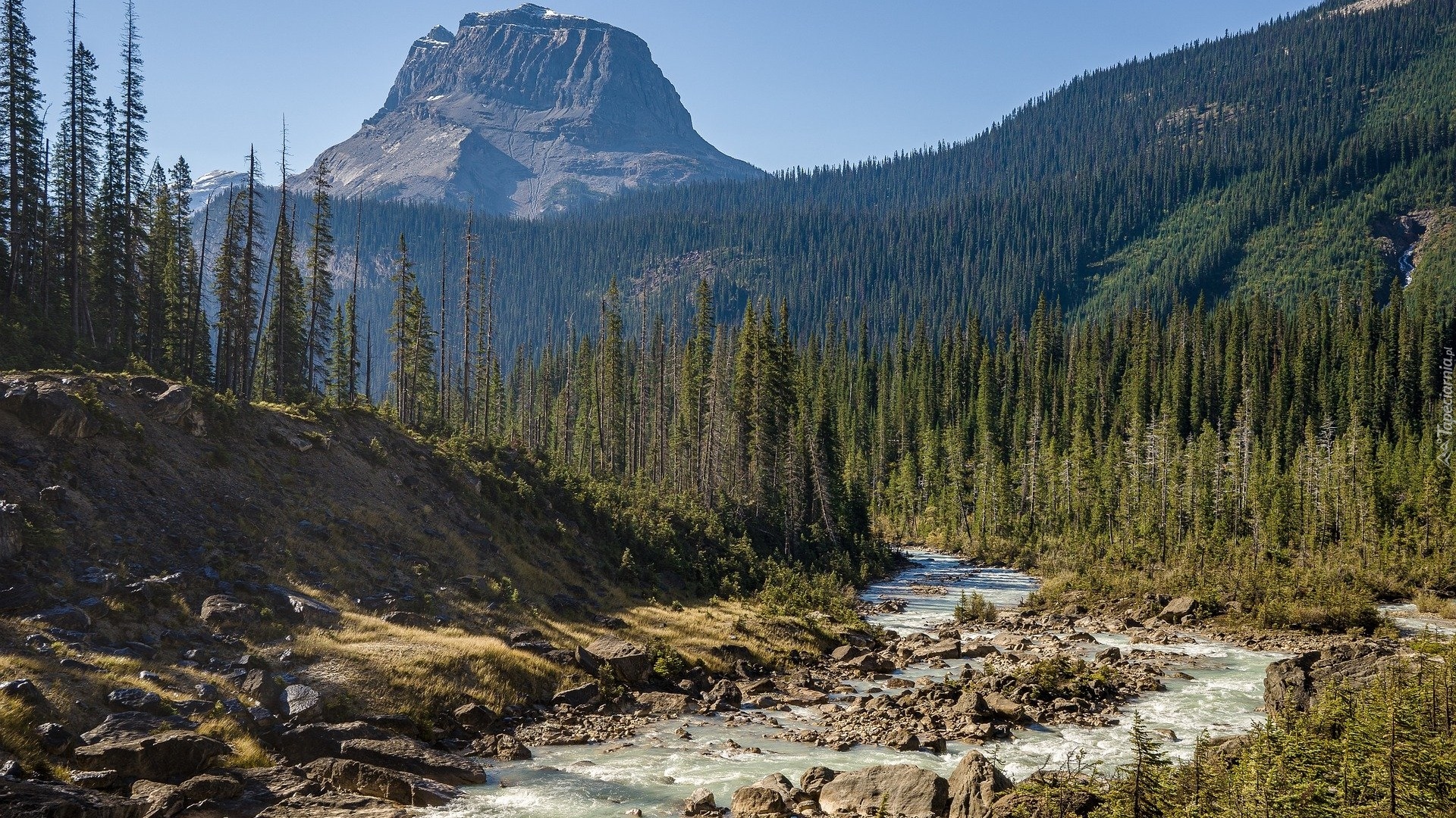 Góra, Wapta Mountain, Drzewa, Świerki, Rzeka, Park Narodowy Yoho, Kolumbia Brytyjska, Kanada