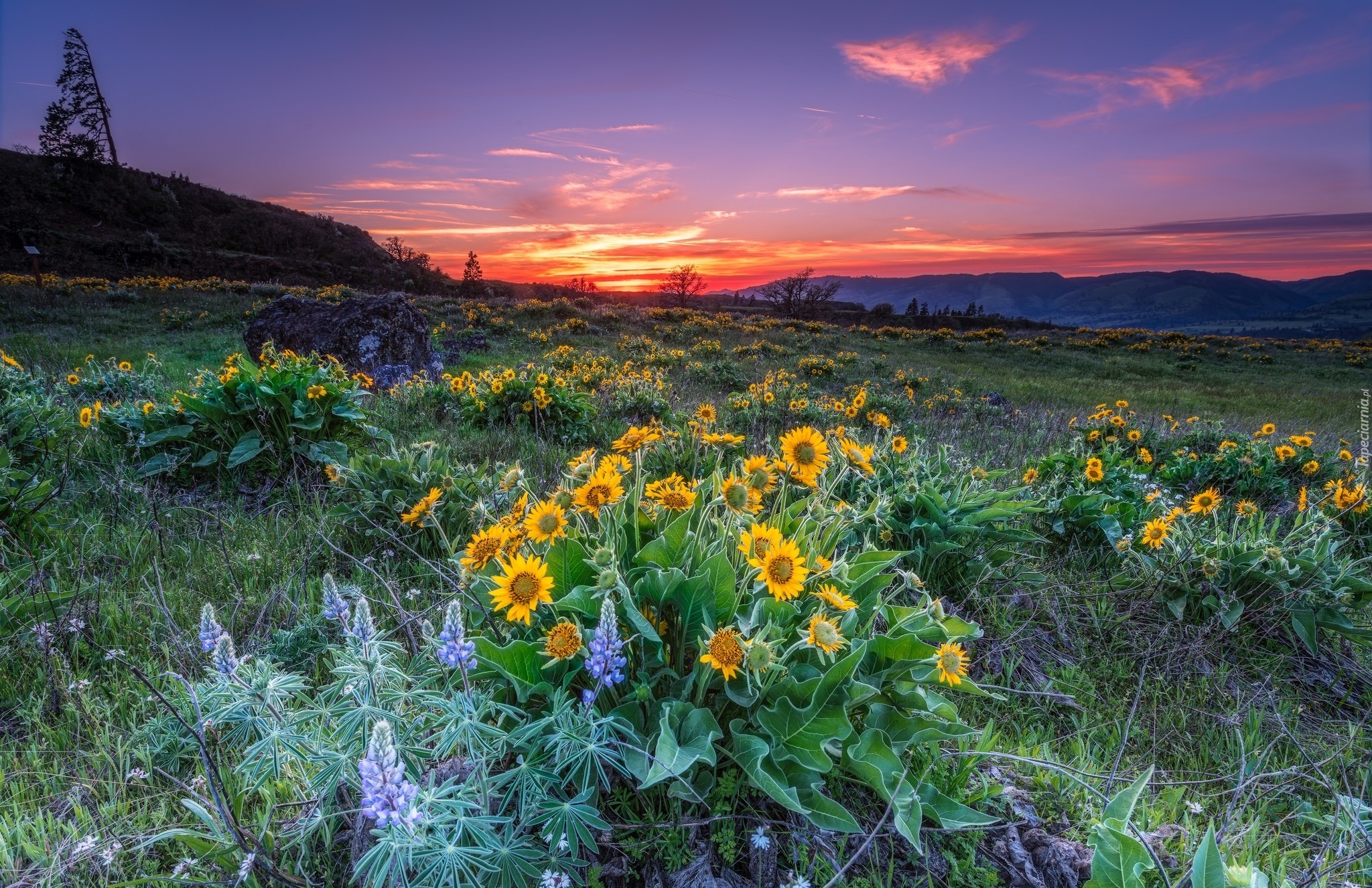 Stany Zjednoczone, Stan Oregon, Park stanowy Mayer State Park, Łąka, Słoneczniki, Łubin, Zachód słońca