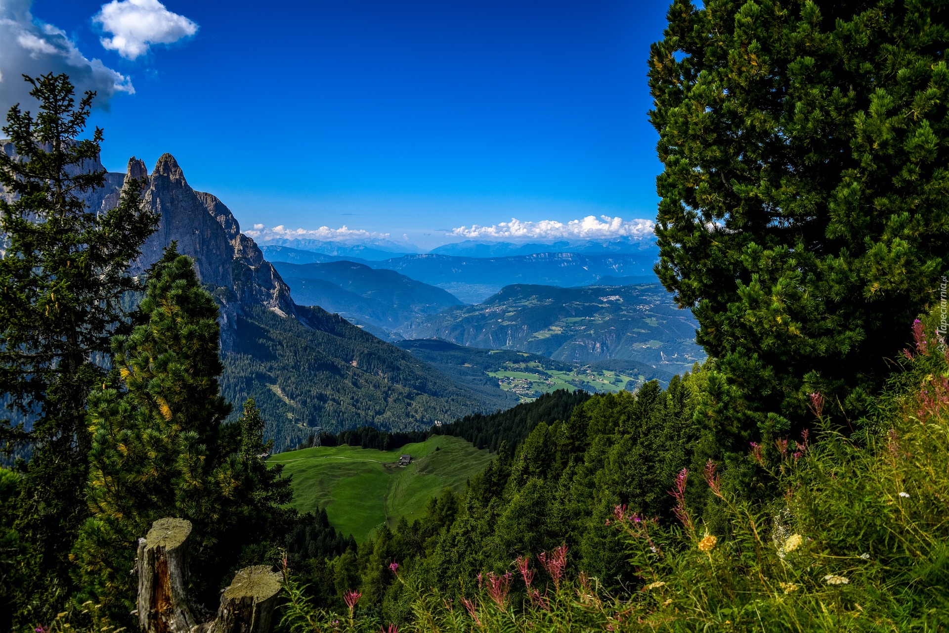 Góry, Dolina, Drzewa, Kwiaty, Południowy Tyrol, Włochy