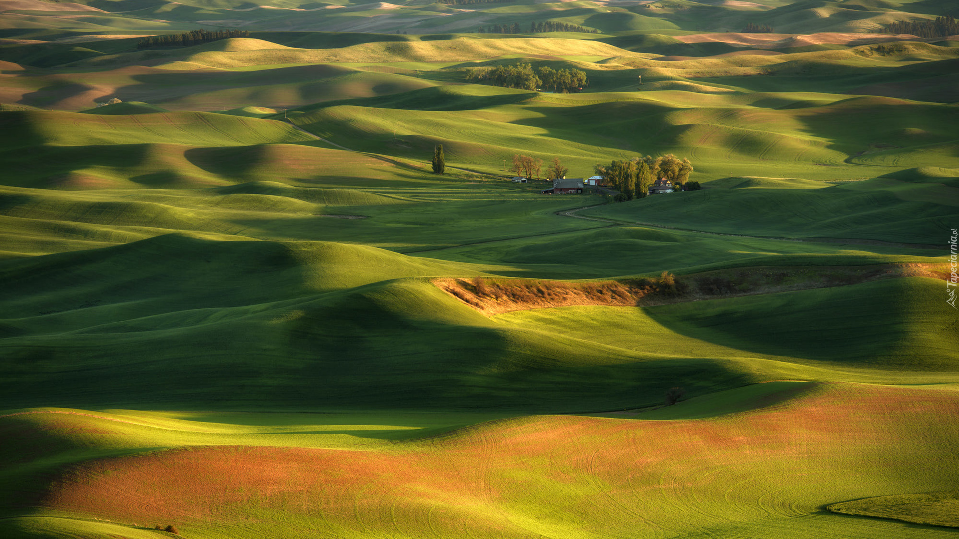 Drzewa, Domy, Pola, Steptoe Butte State Park, Region Palouse, Stan Waszyngton, Stany Zjednoczone