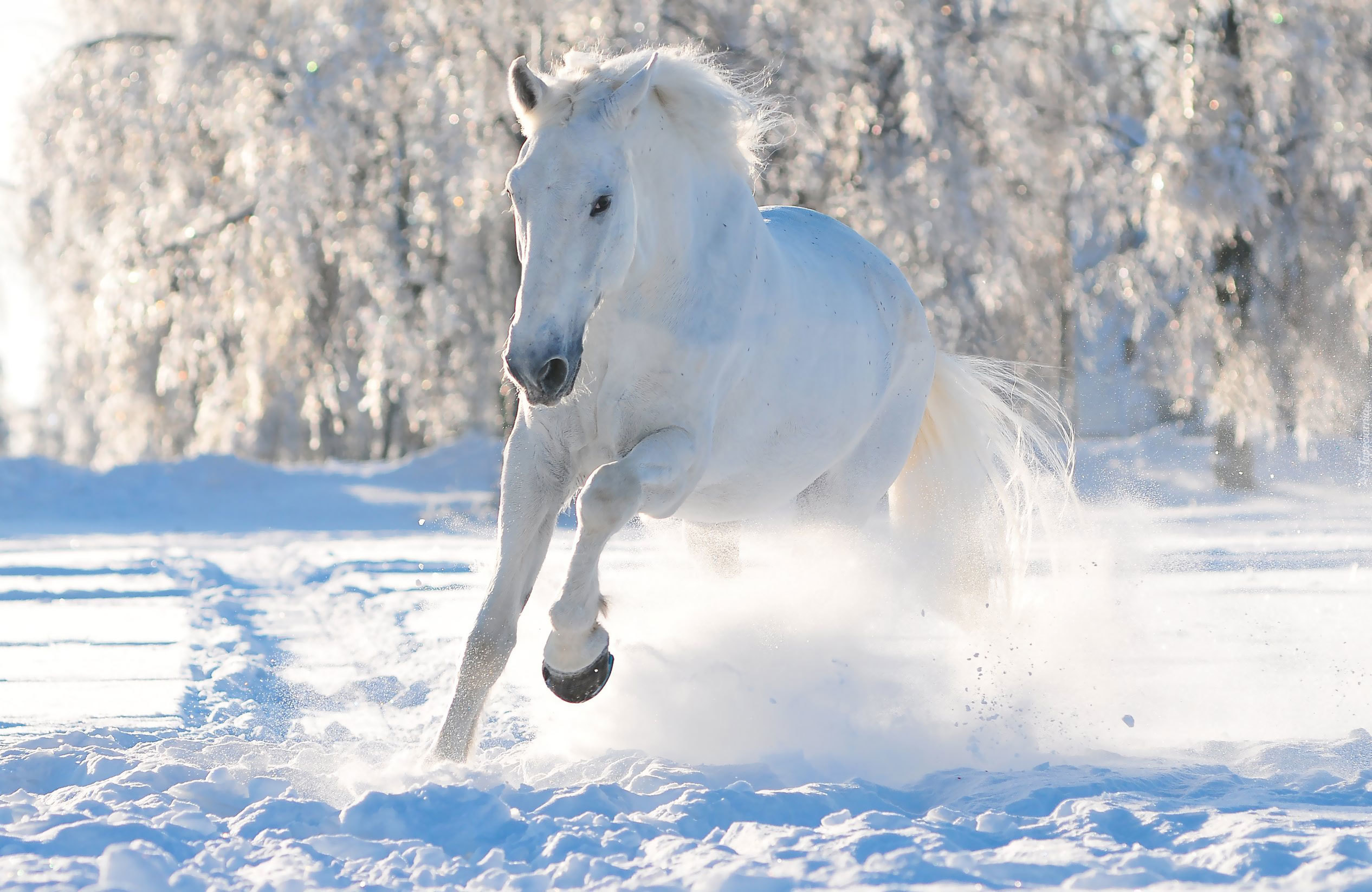 Śnieg, Zima, Las, Biały, Koń